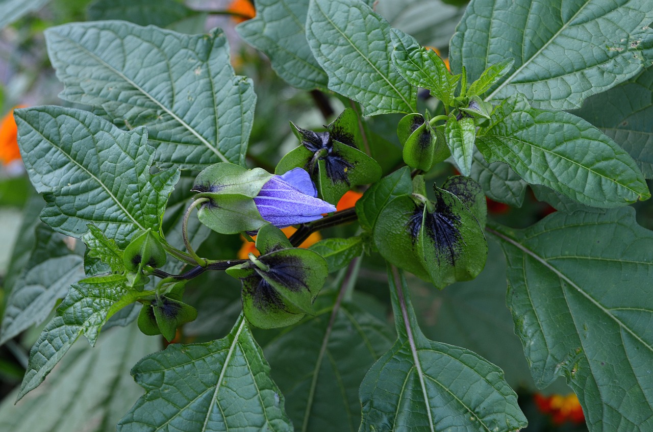 purple flower  greens  purple free photo