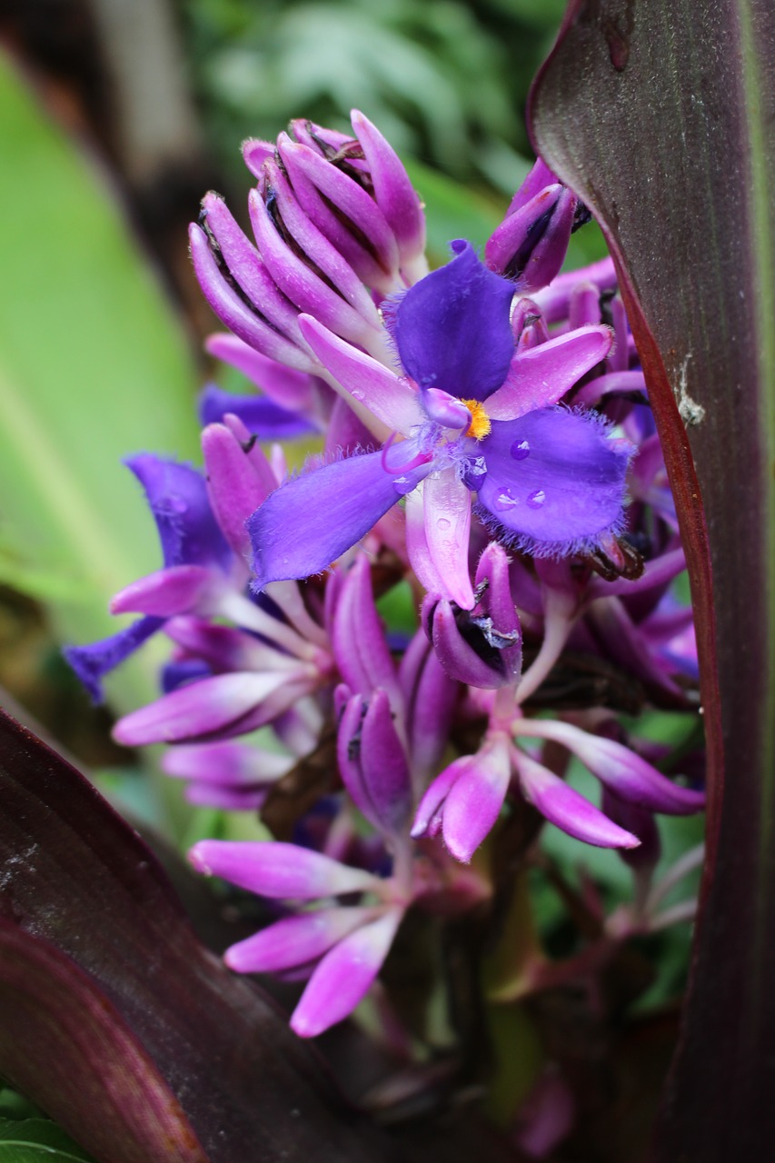 purple flower  purple orchid  orchid free photo