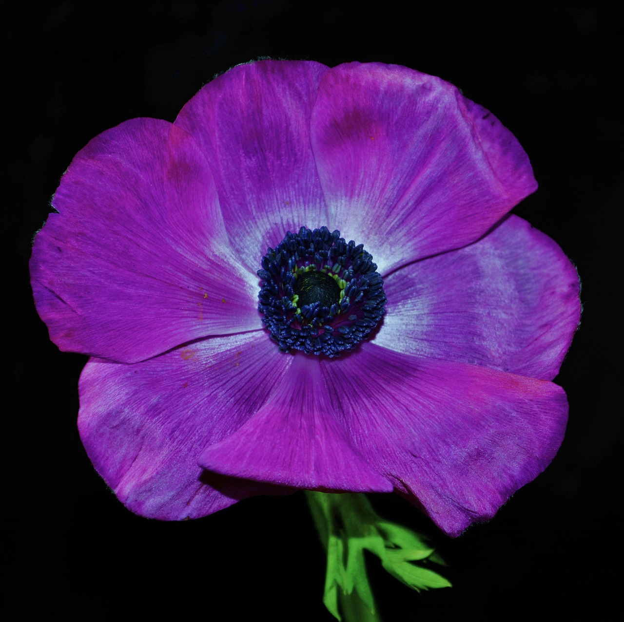 purple flower flower petals free photo