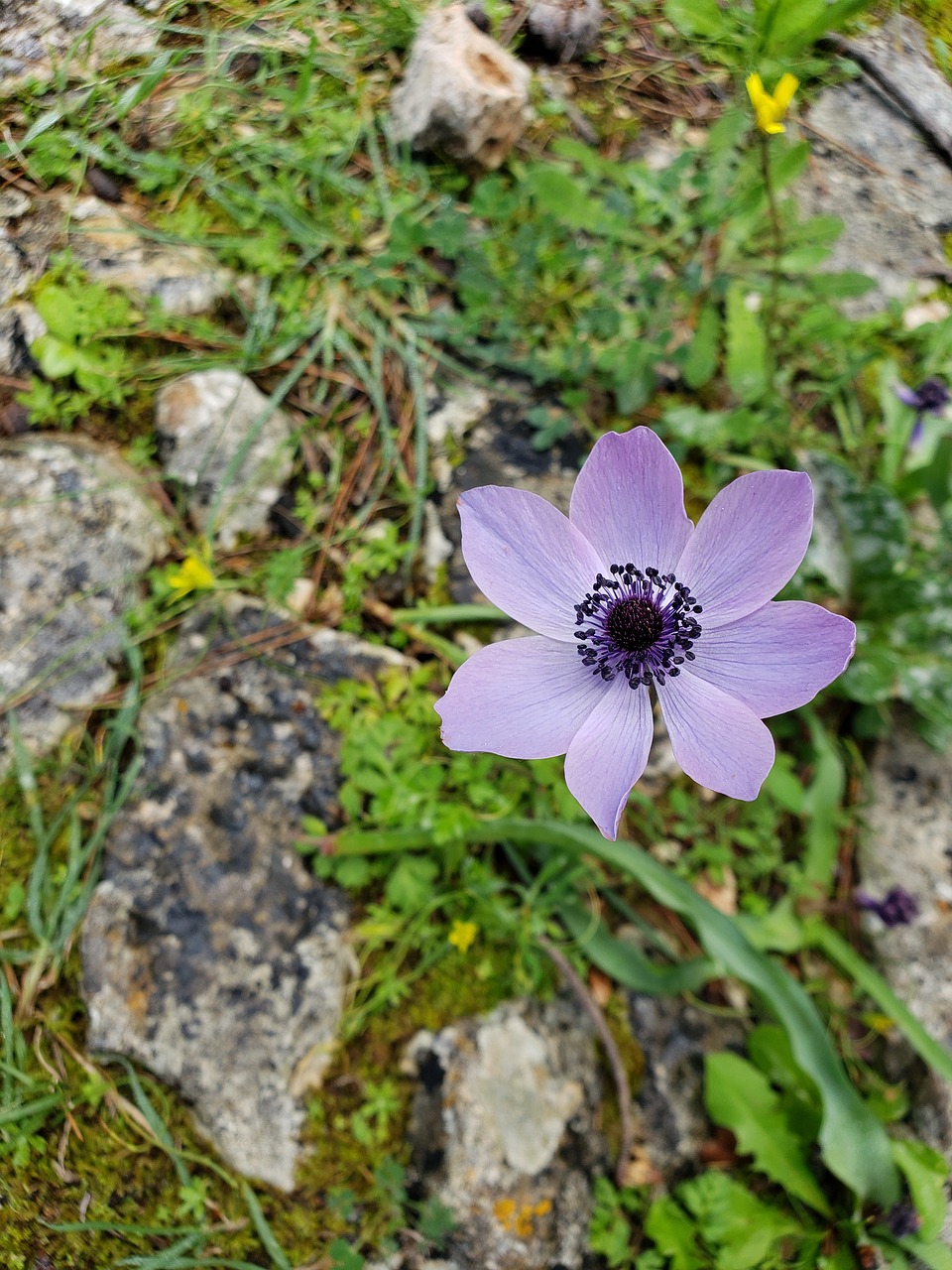 purple flower  wildflower path  flower free photo