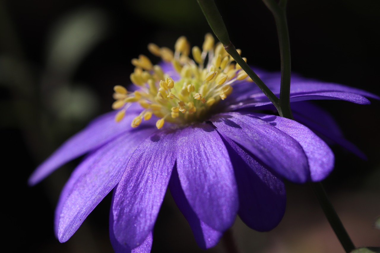 purple flower  macro photography  nature free photo