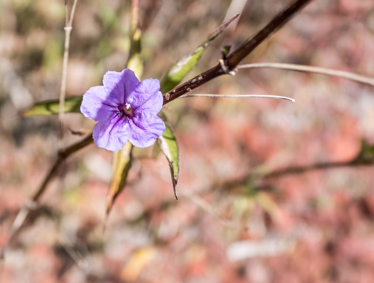 purple flower  ruella  close up free photo