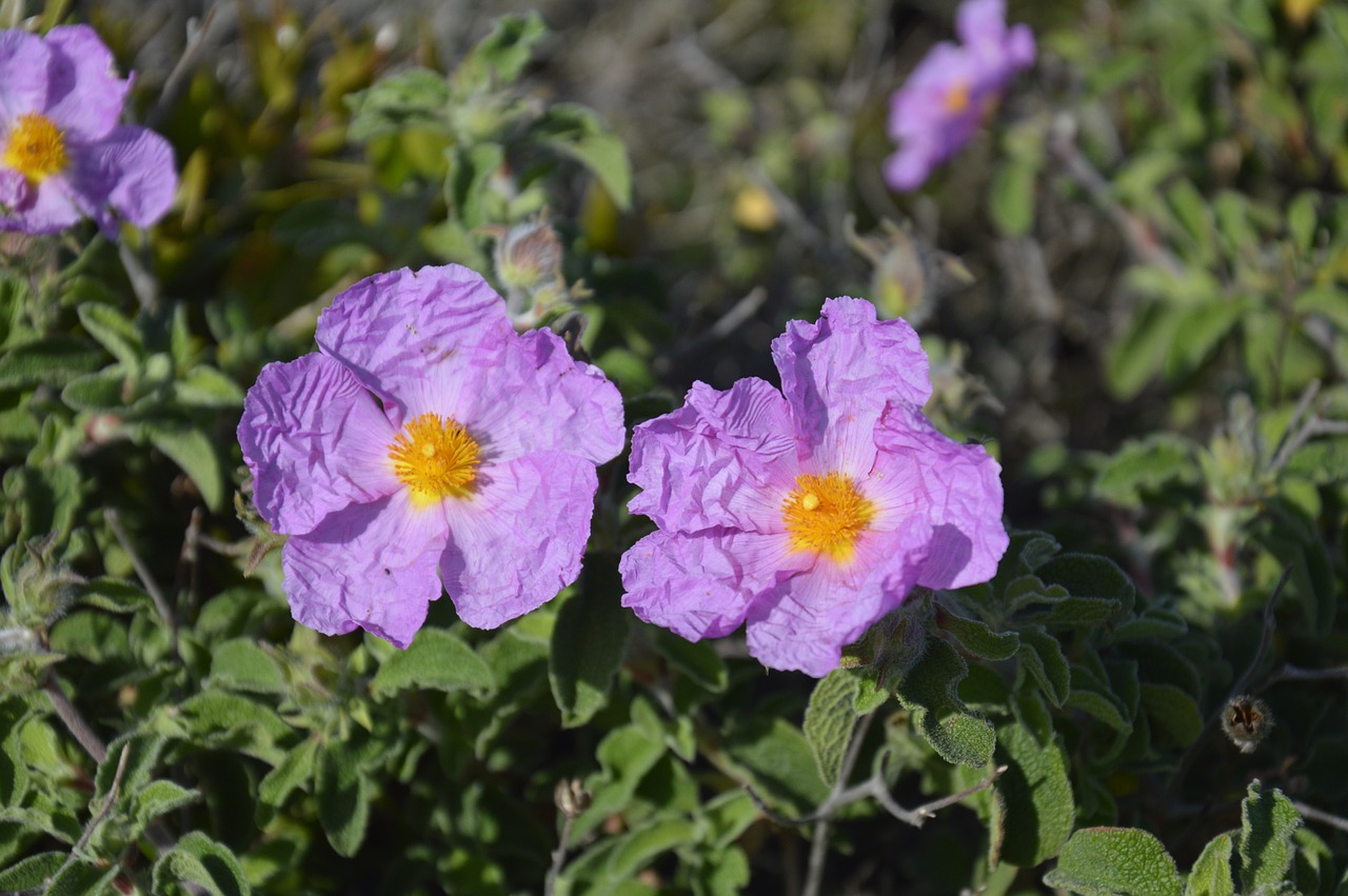 purple flower bloom macro free photo