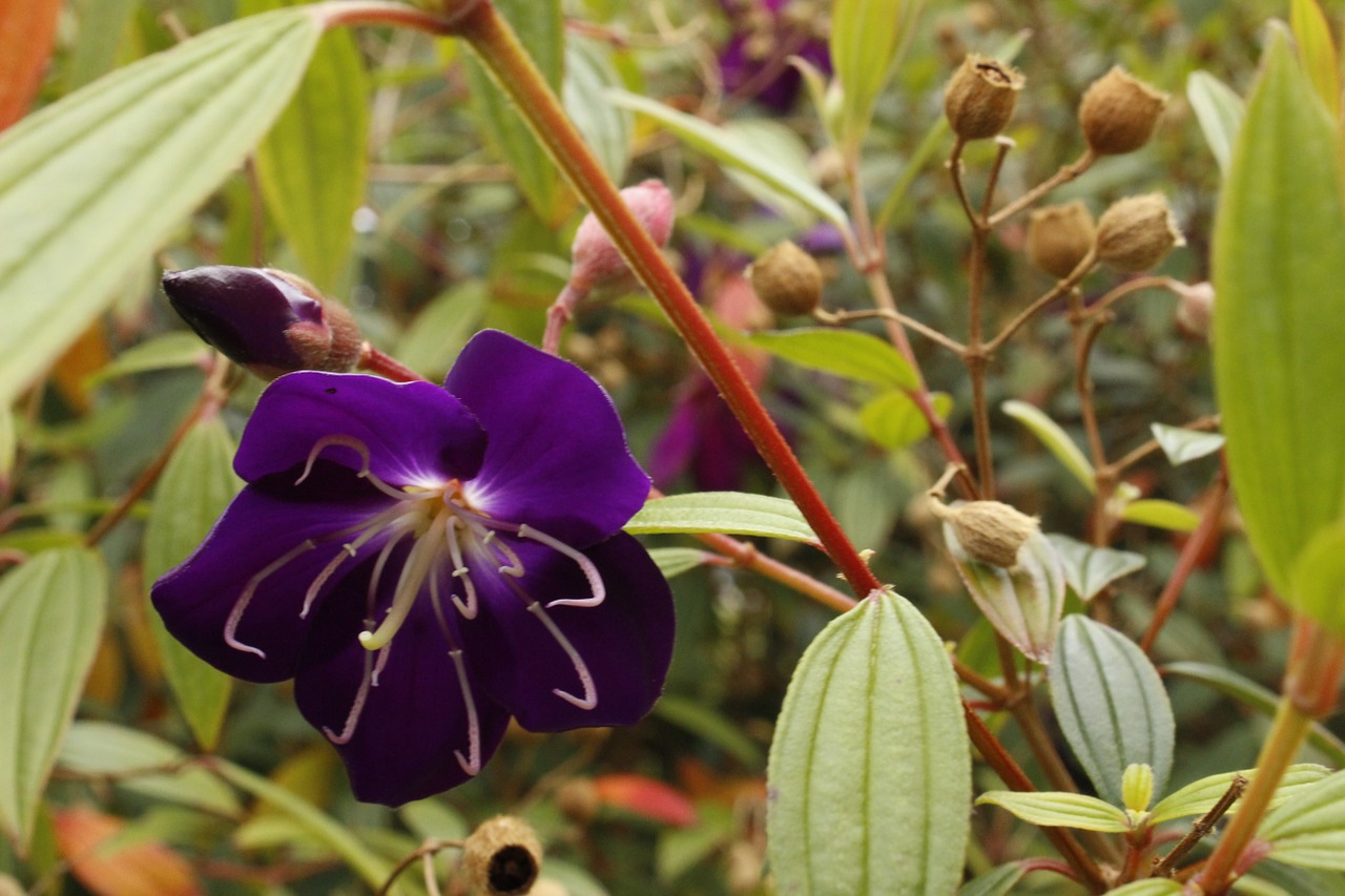 purple flower spring flower free photo