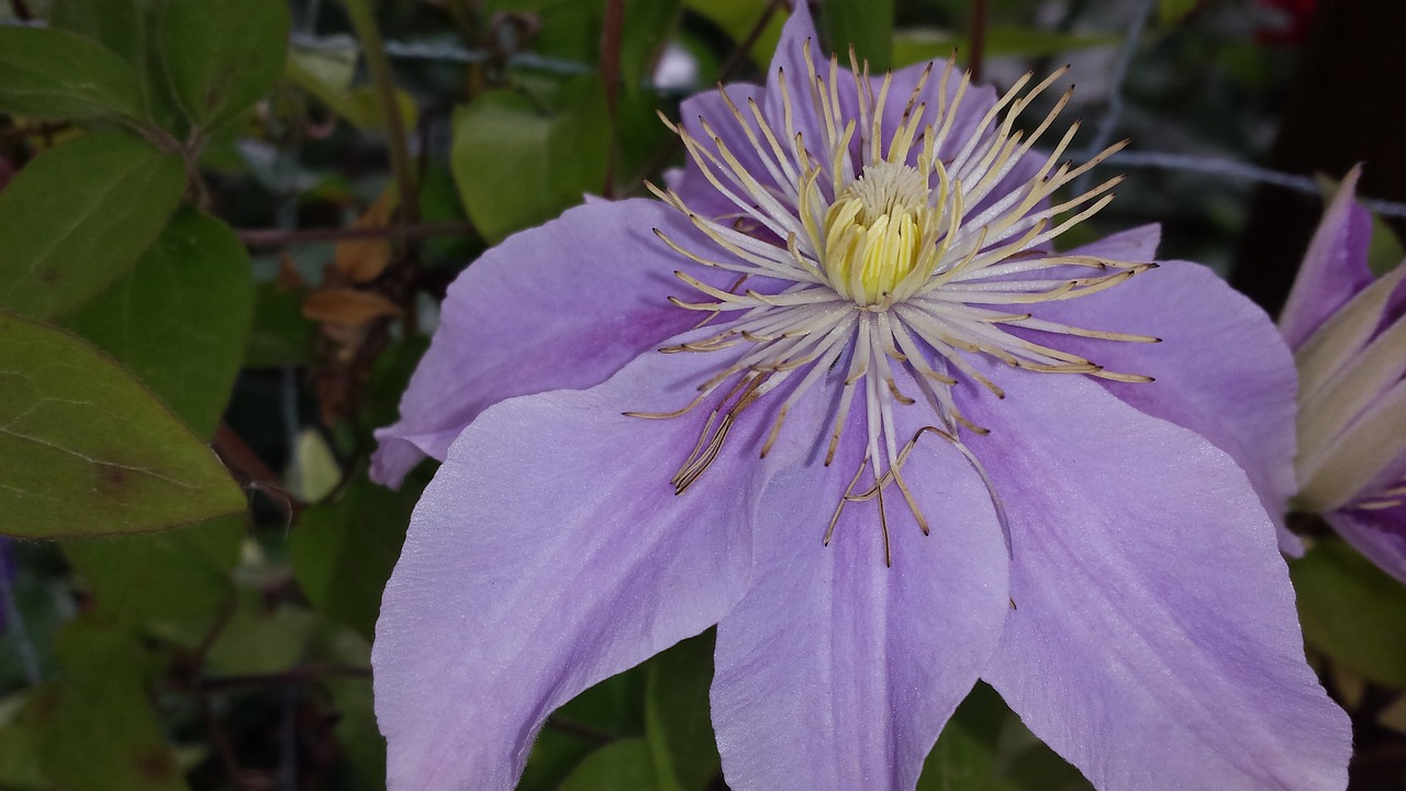 purple flower flower purple blossom free photo