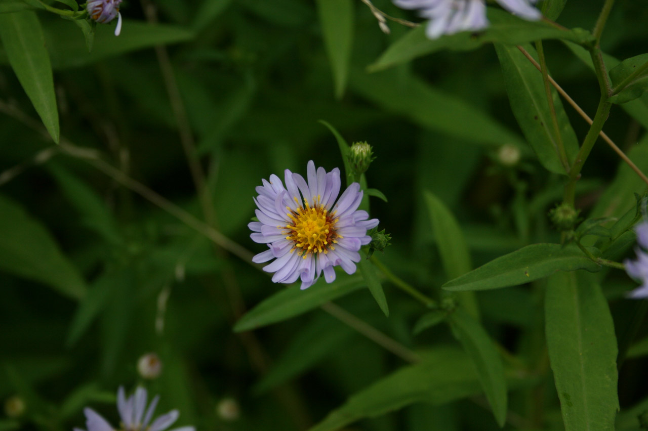 little purple purple flower free photo