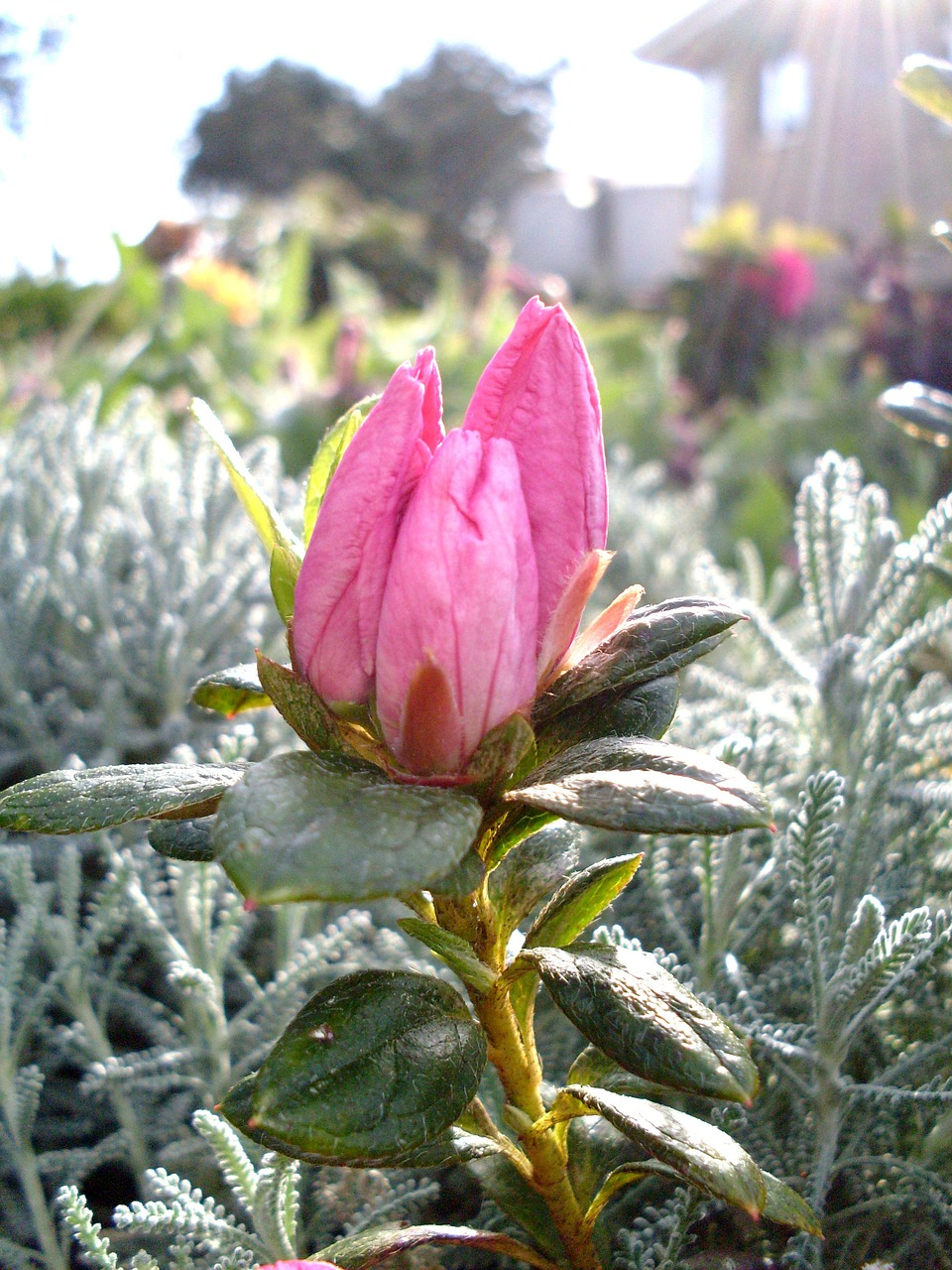 purple flower azalea buds buds free photo