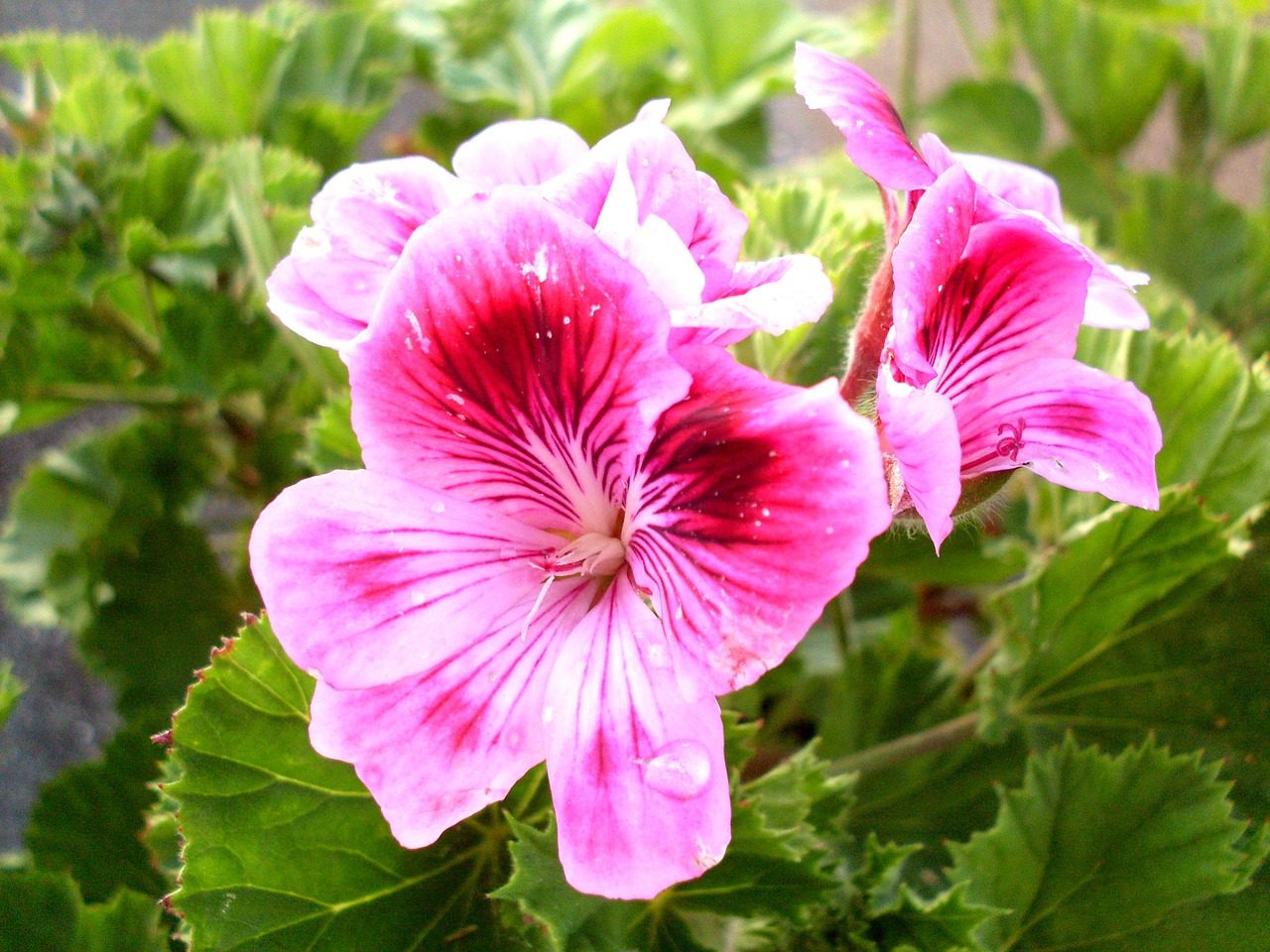 purple flower geranium flowers free photo