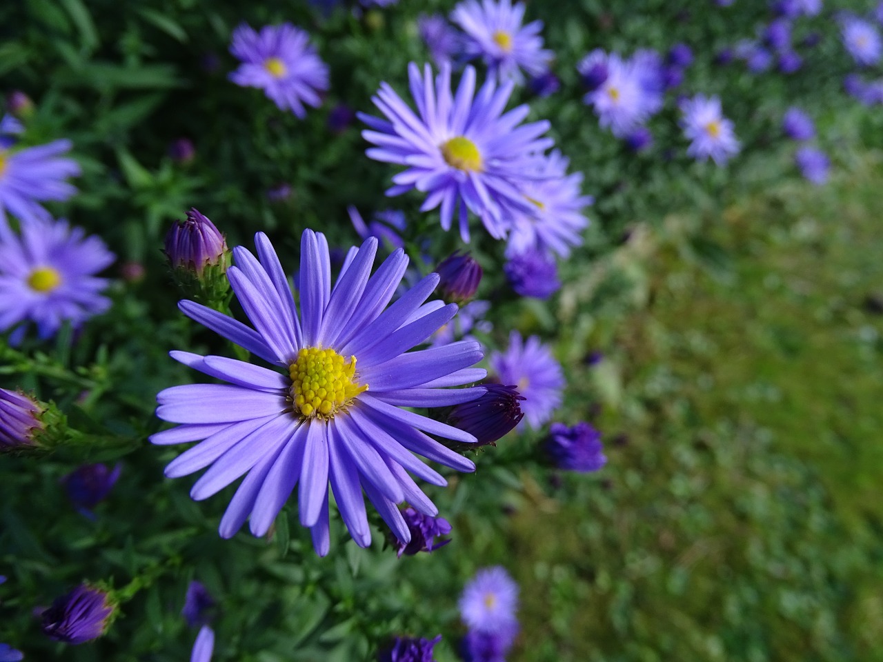 aster purple flower grass free photo