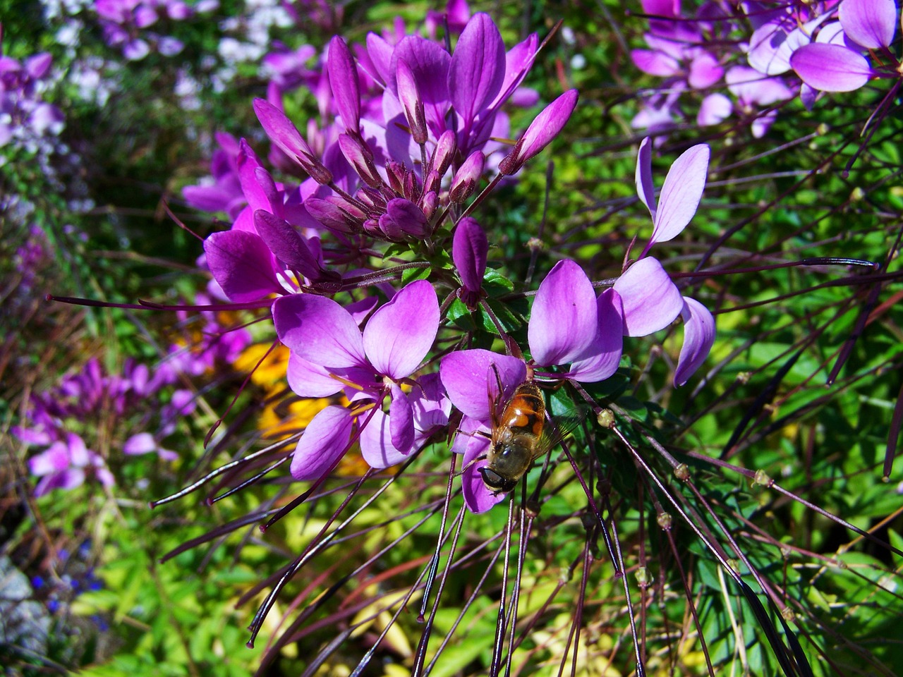 bee bees to obtain nectar pollen free photo