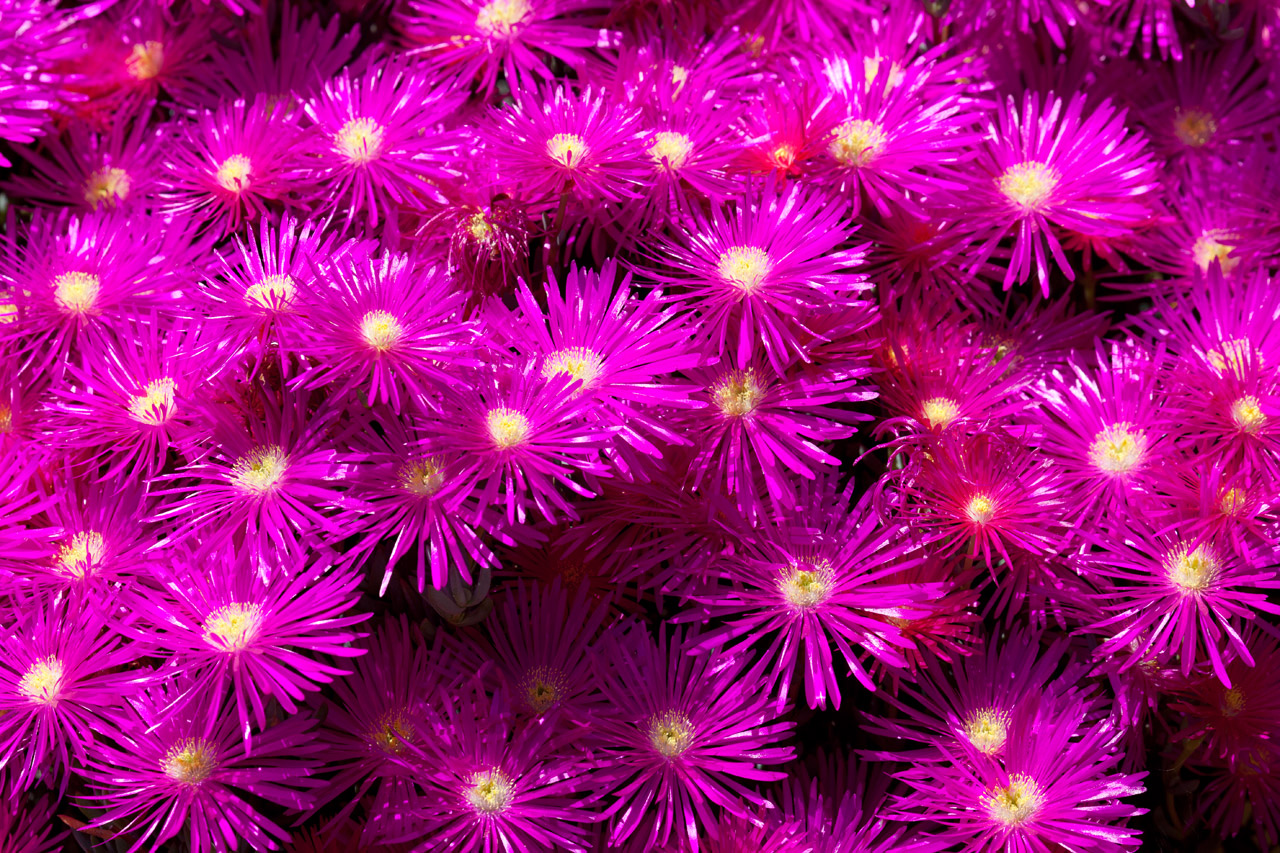 background blossom color free photo