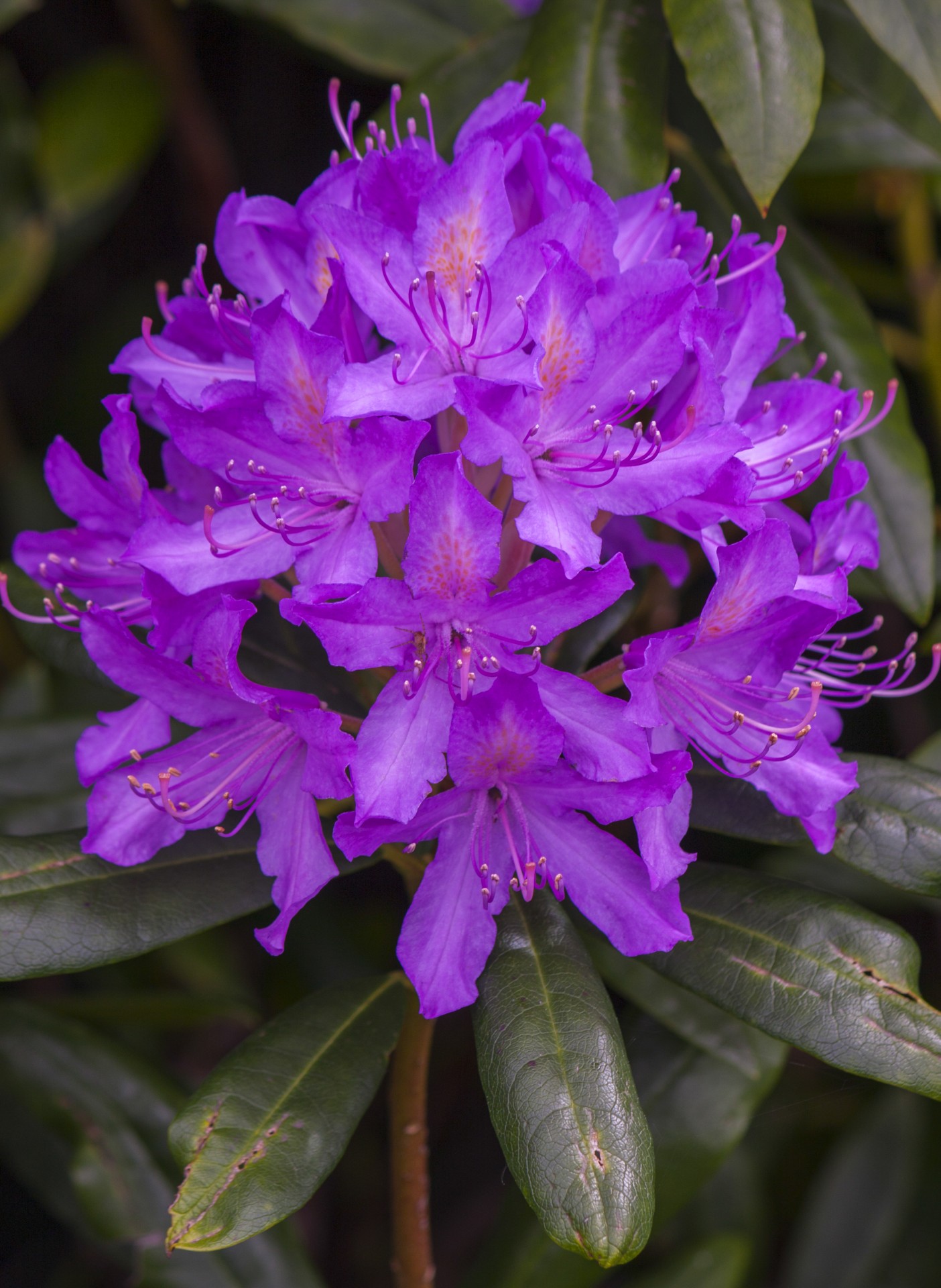 flower bloom purple free photo