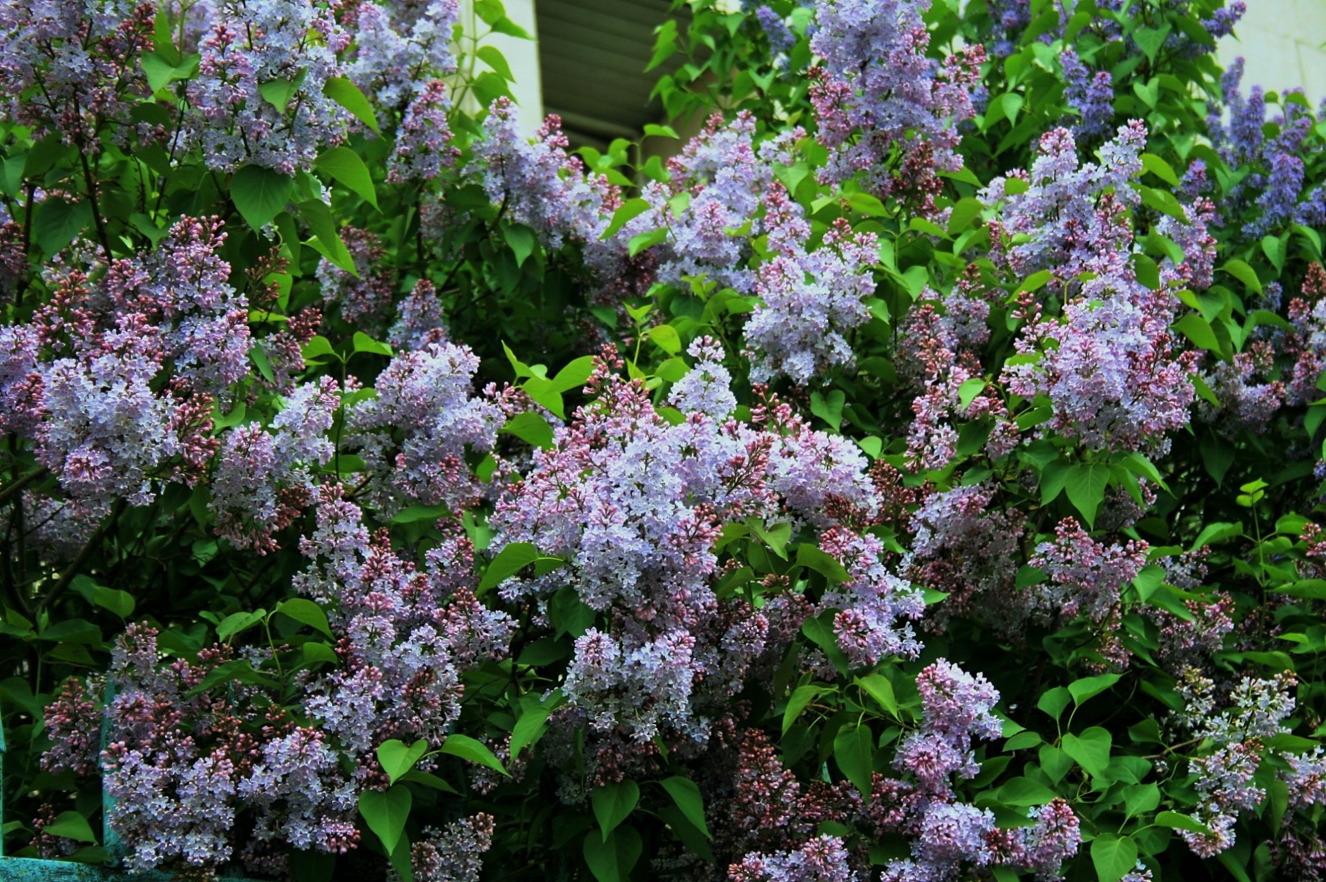 flowers purple clusters free photo