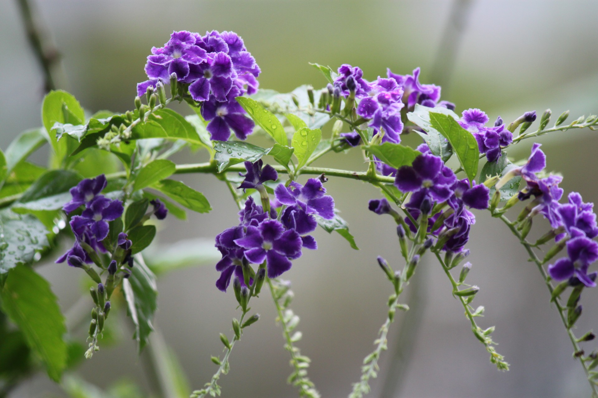 purple flower blossom singapore garden purple flower in blossom free photo