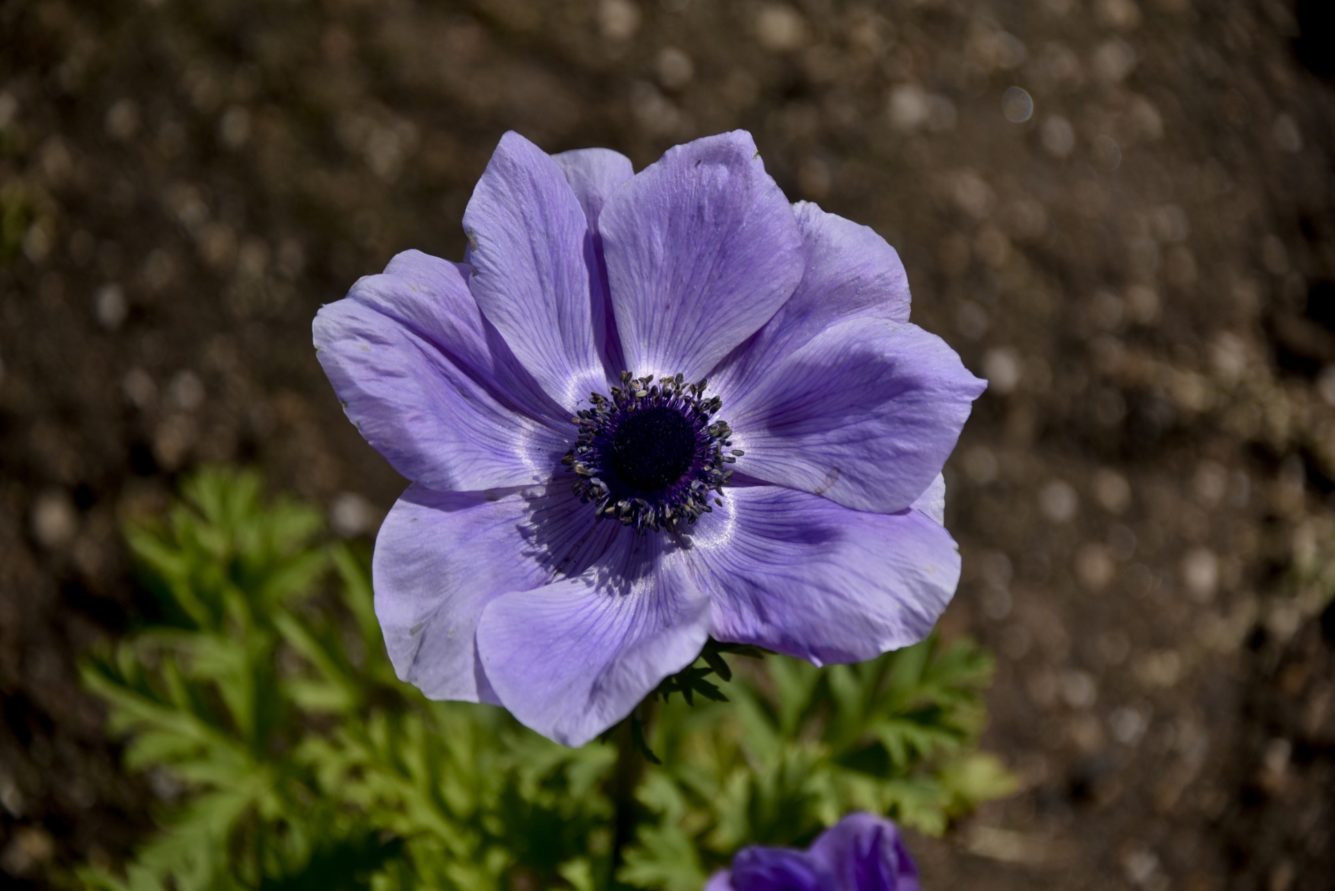 centered flower purple free photo
