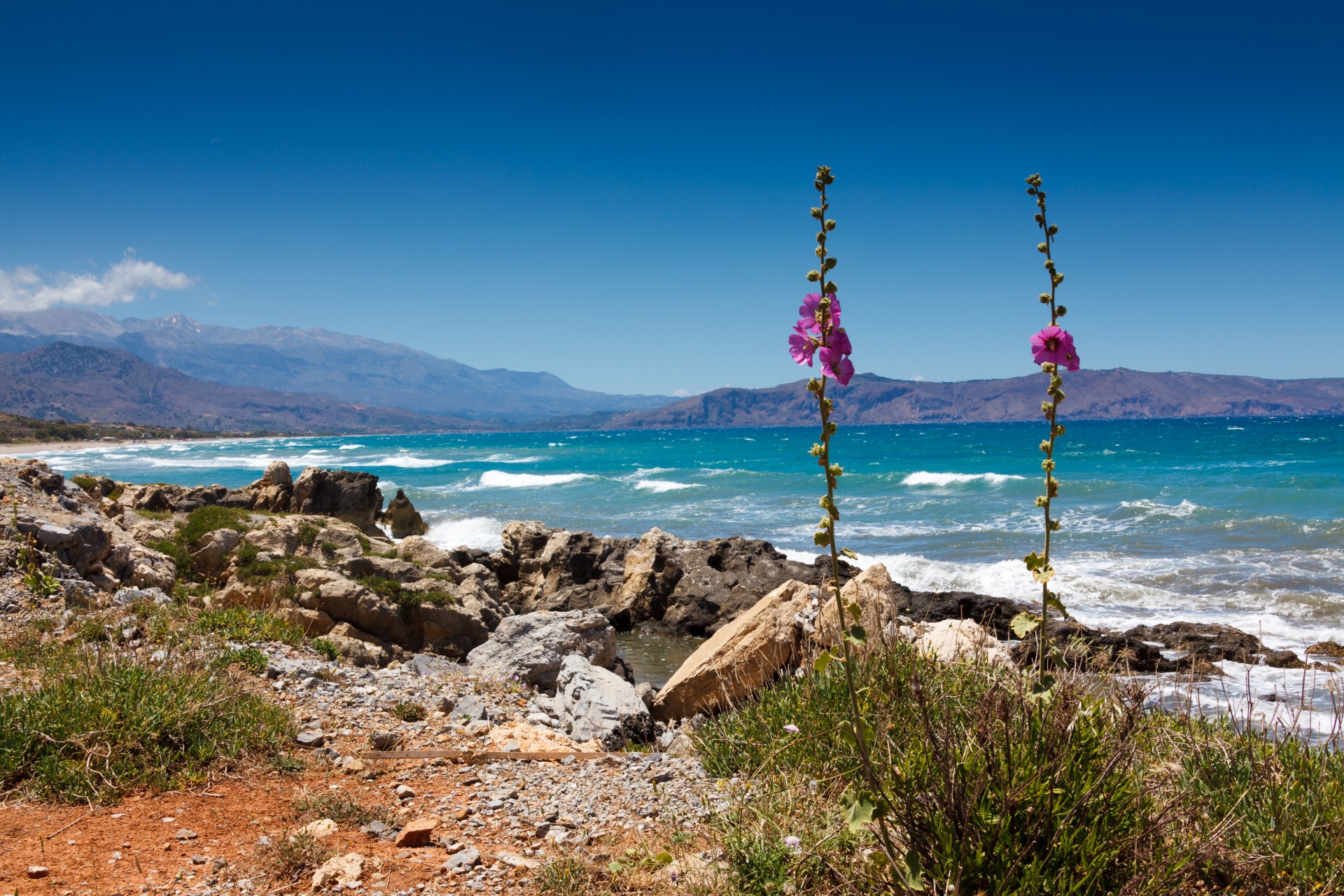 coast flowers sea free photo