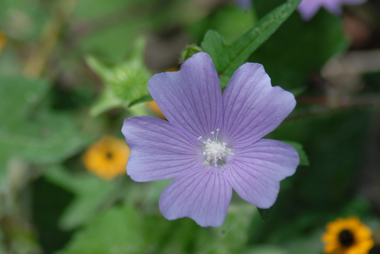 purple flower regional alache wild free photo