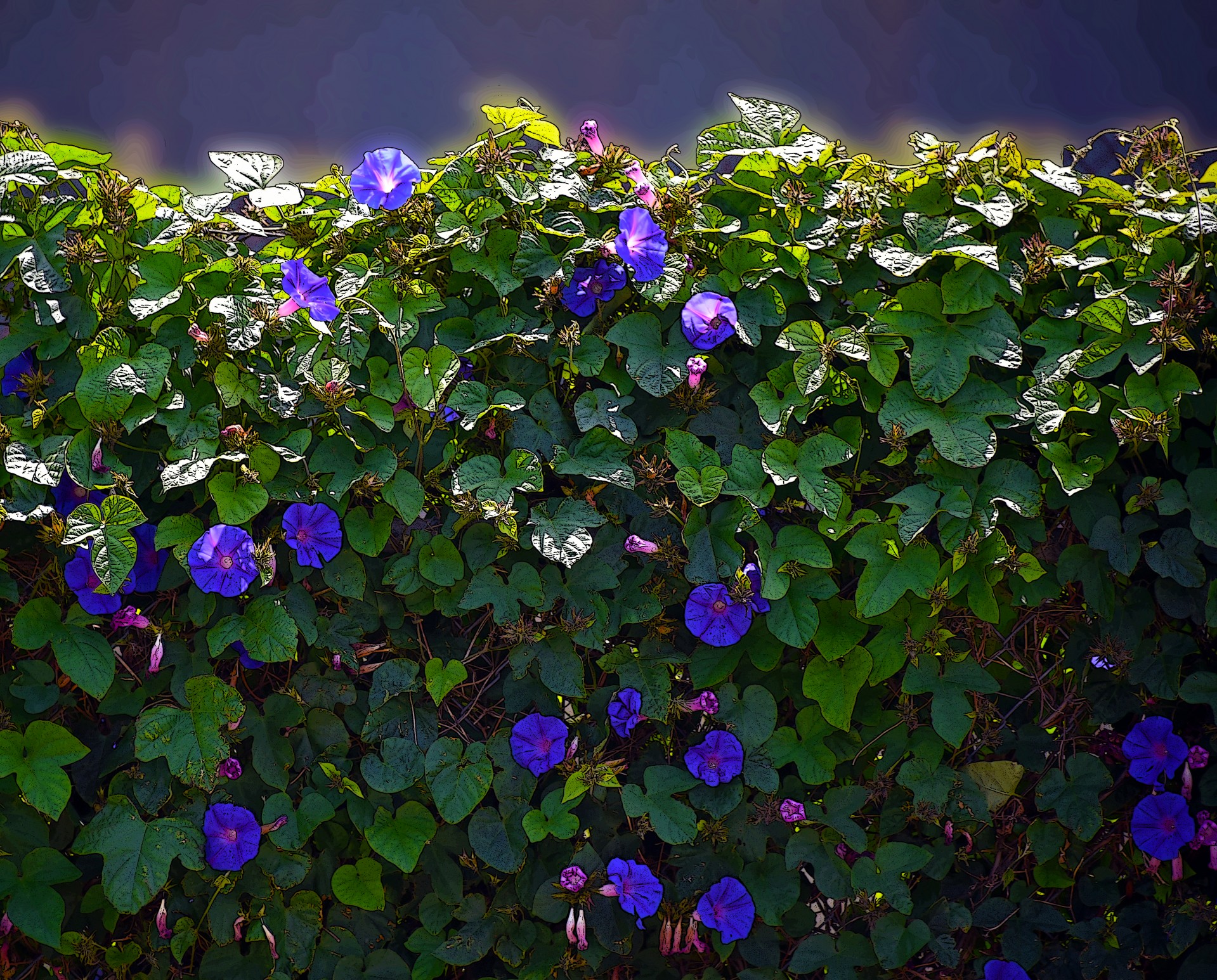 flower flowers vines free photo