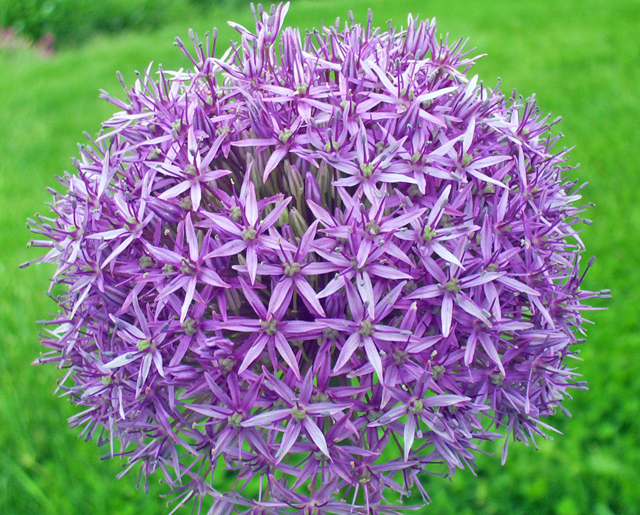 purple flower purple flower free photo