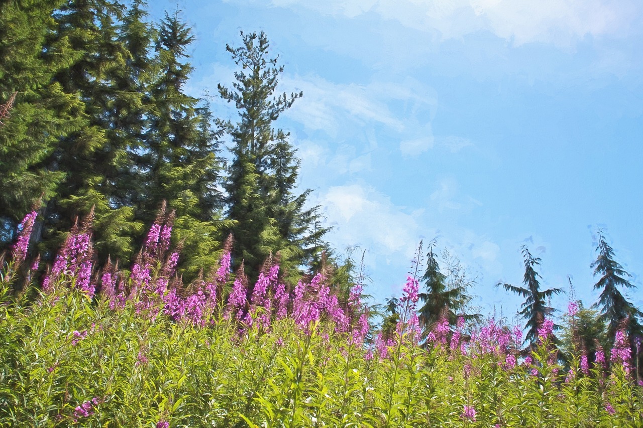 purple flowers summer nature free photo