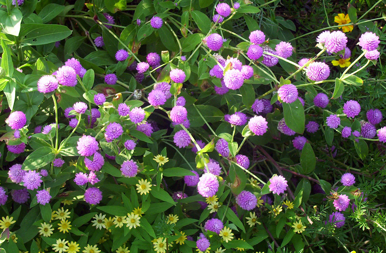 flowers purple summer free photo