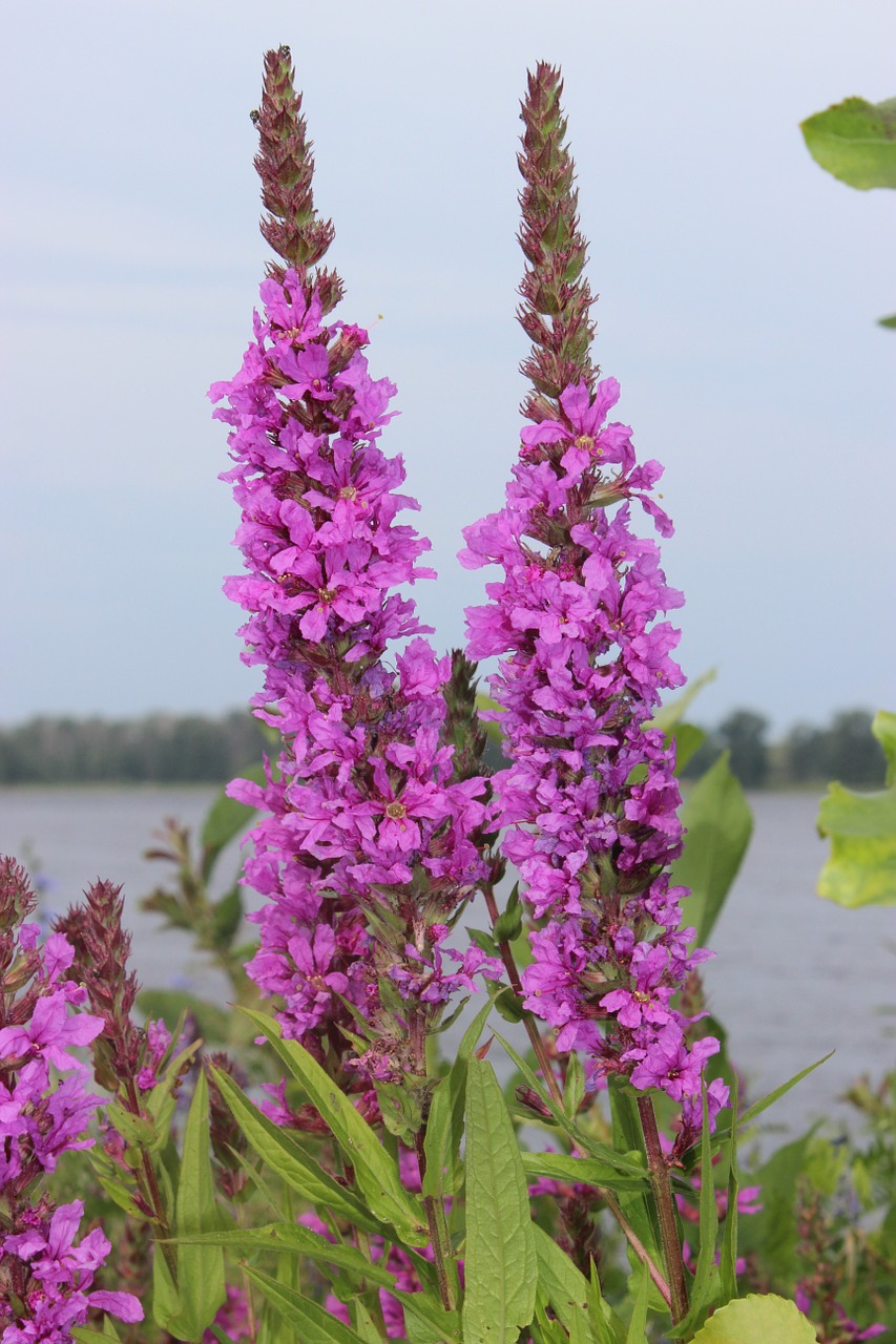 purple flowers by the river plants free photo