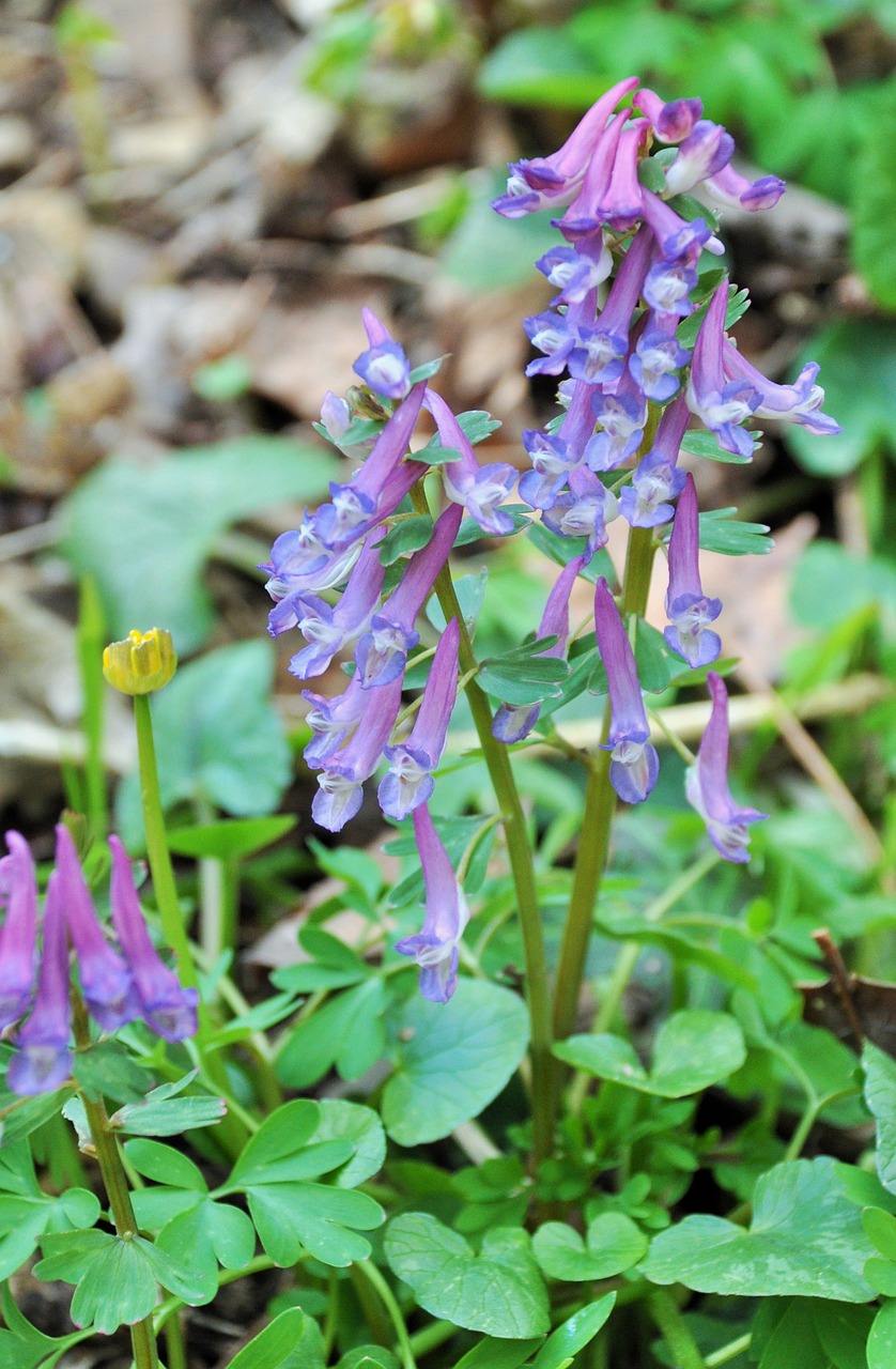 purple flowers woodland flowers violets free photo