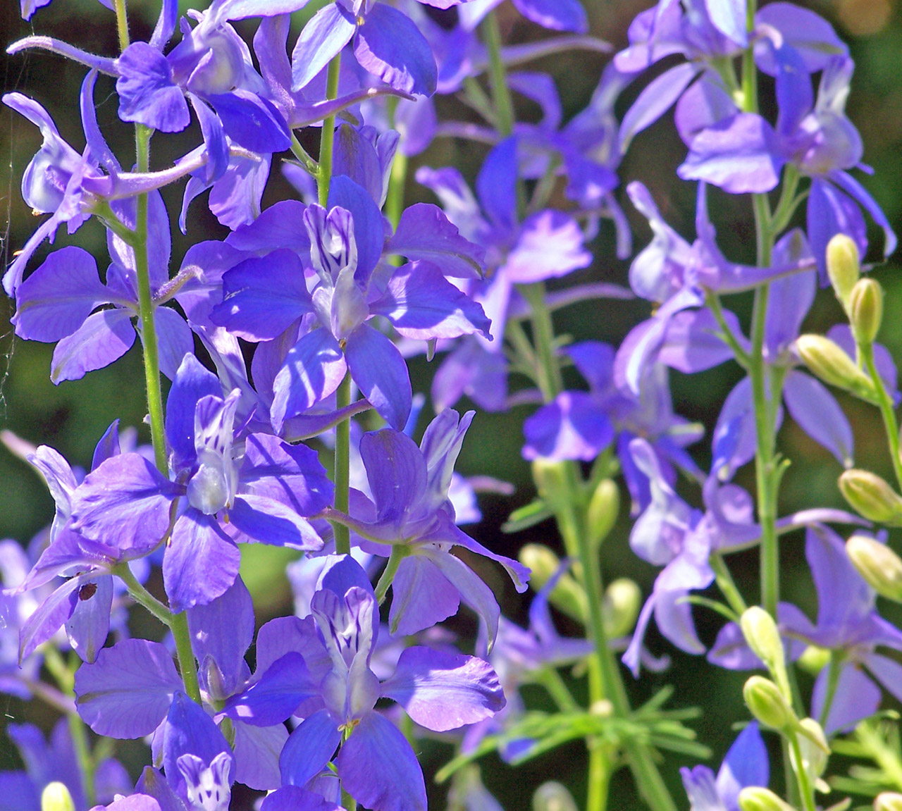 purple flowers purple flowers free photo