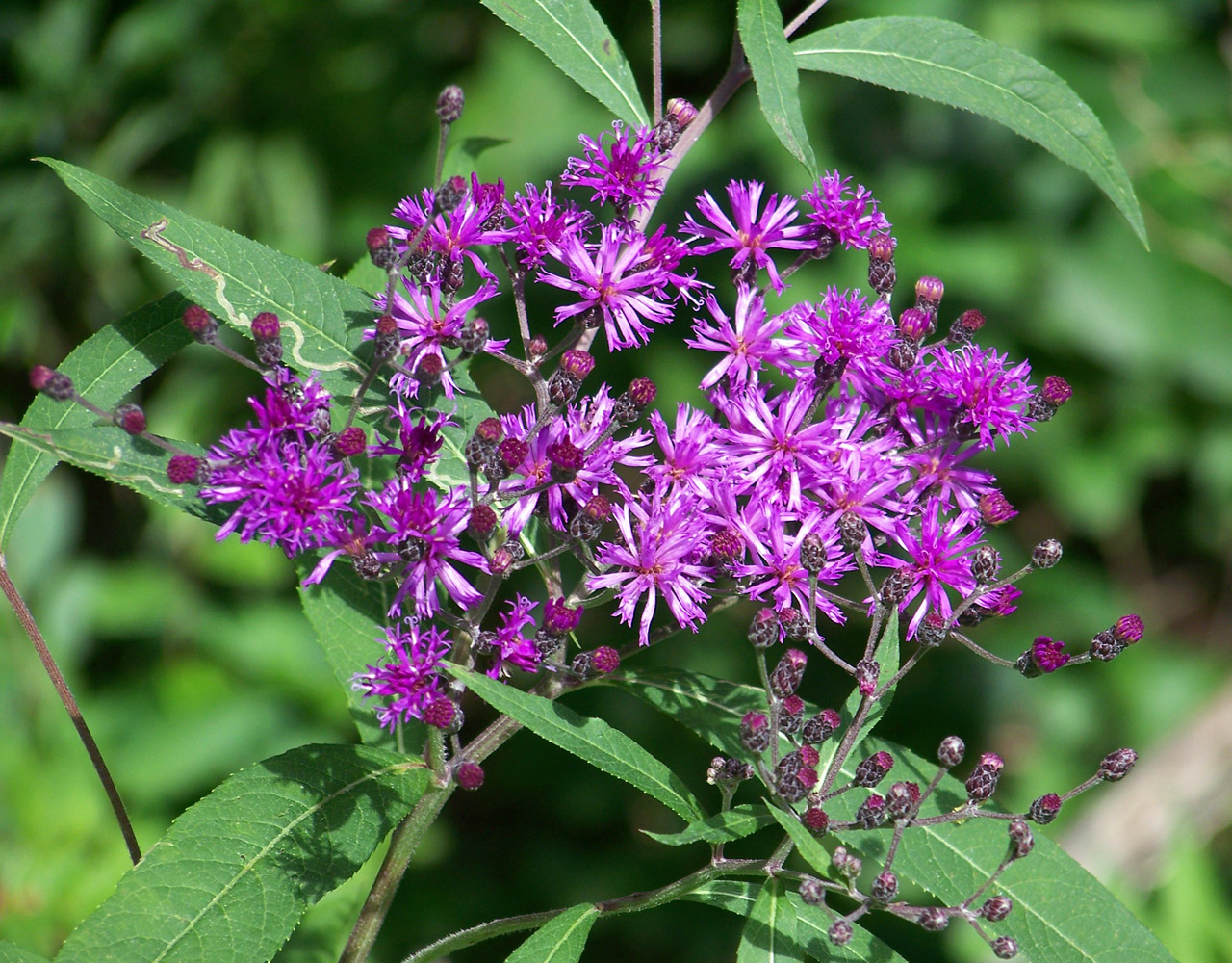 flowers purple purple flowers free photo