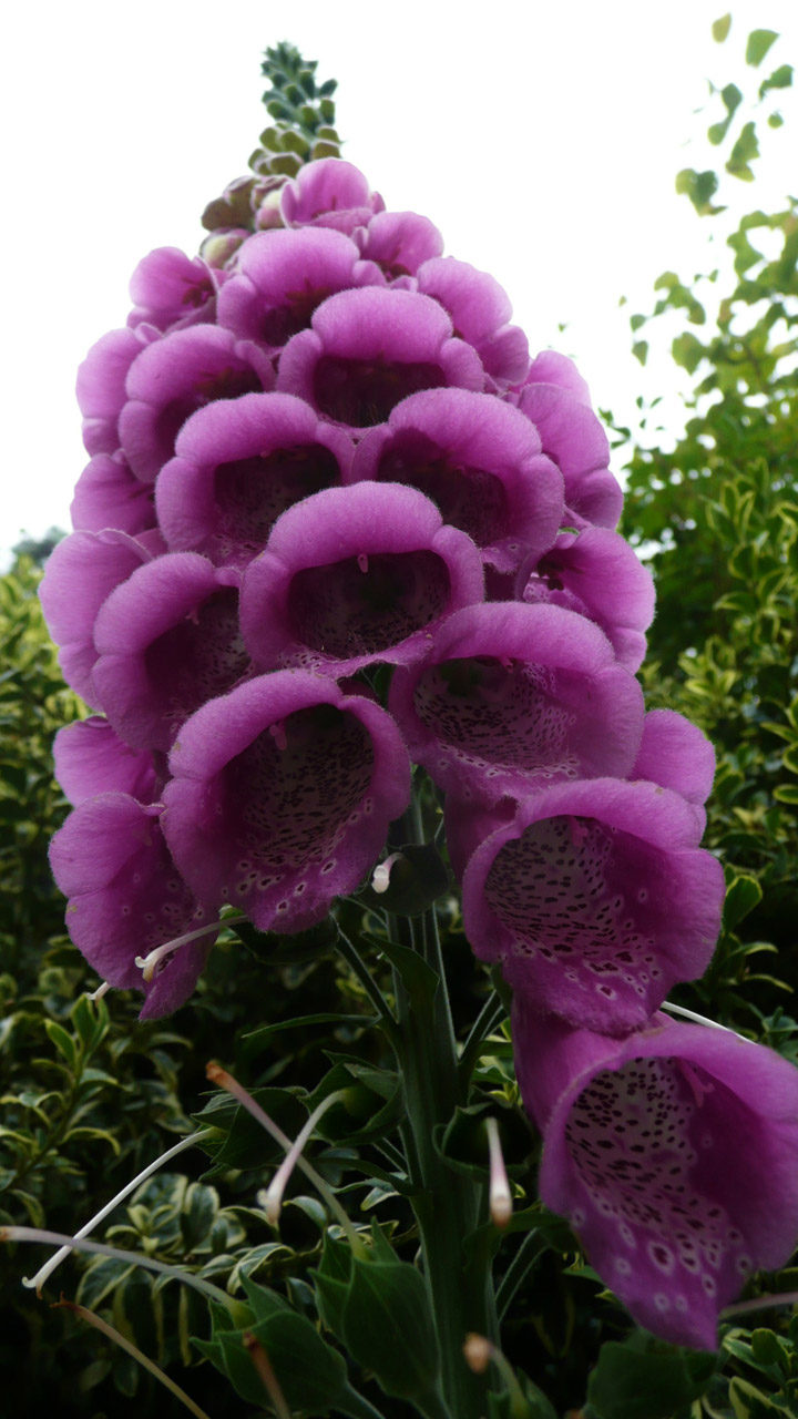 purple flowers flower free photo