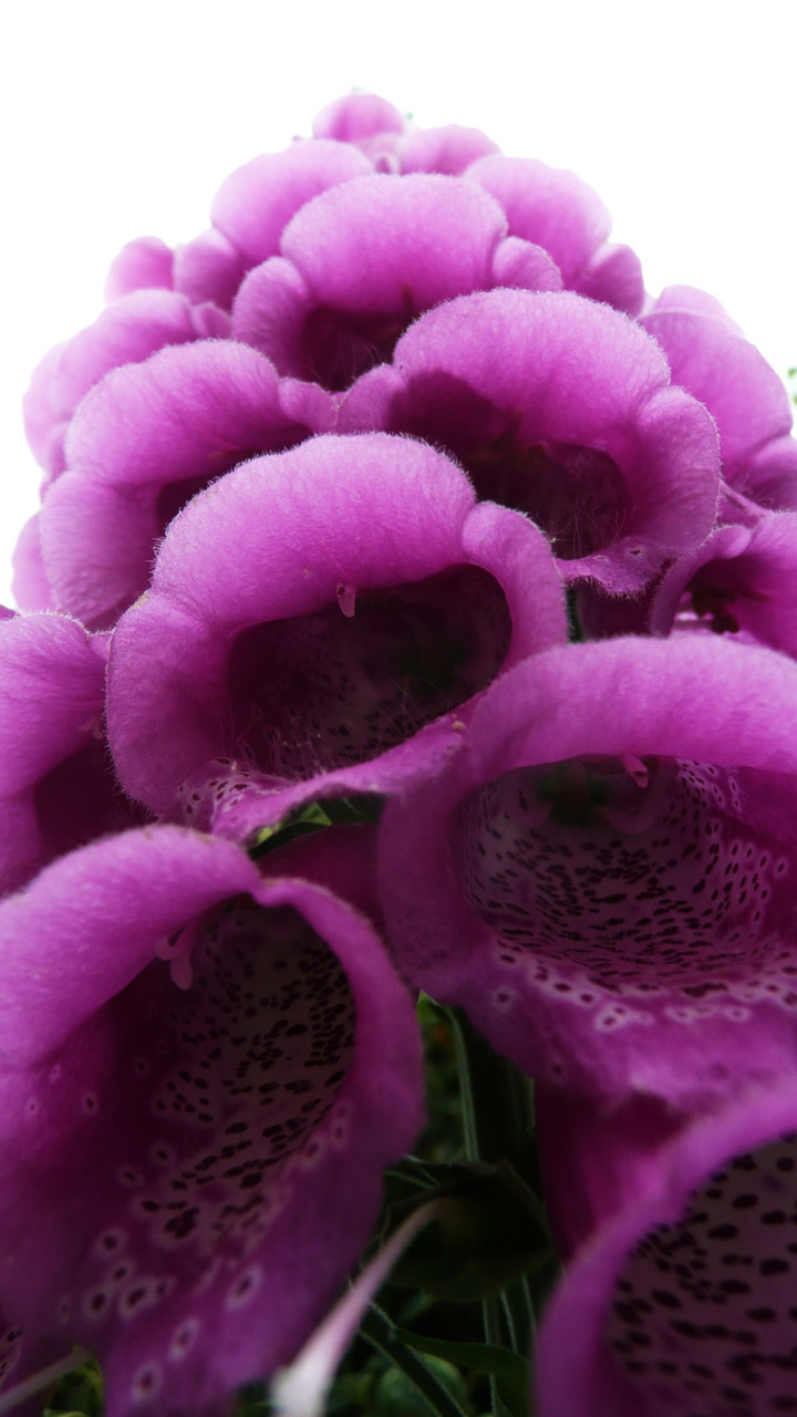 purple flowers flower free photo