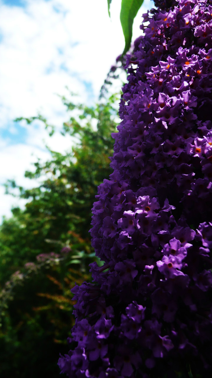 purple flowers nature free photo