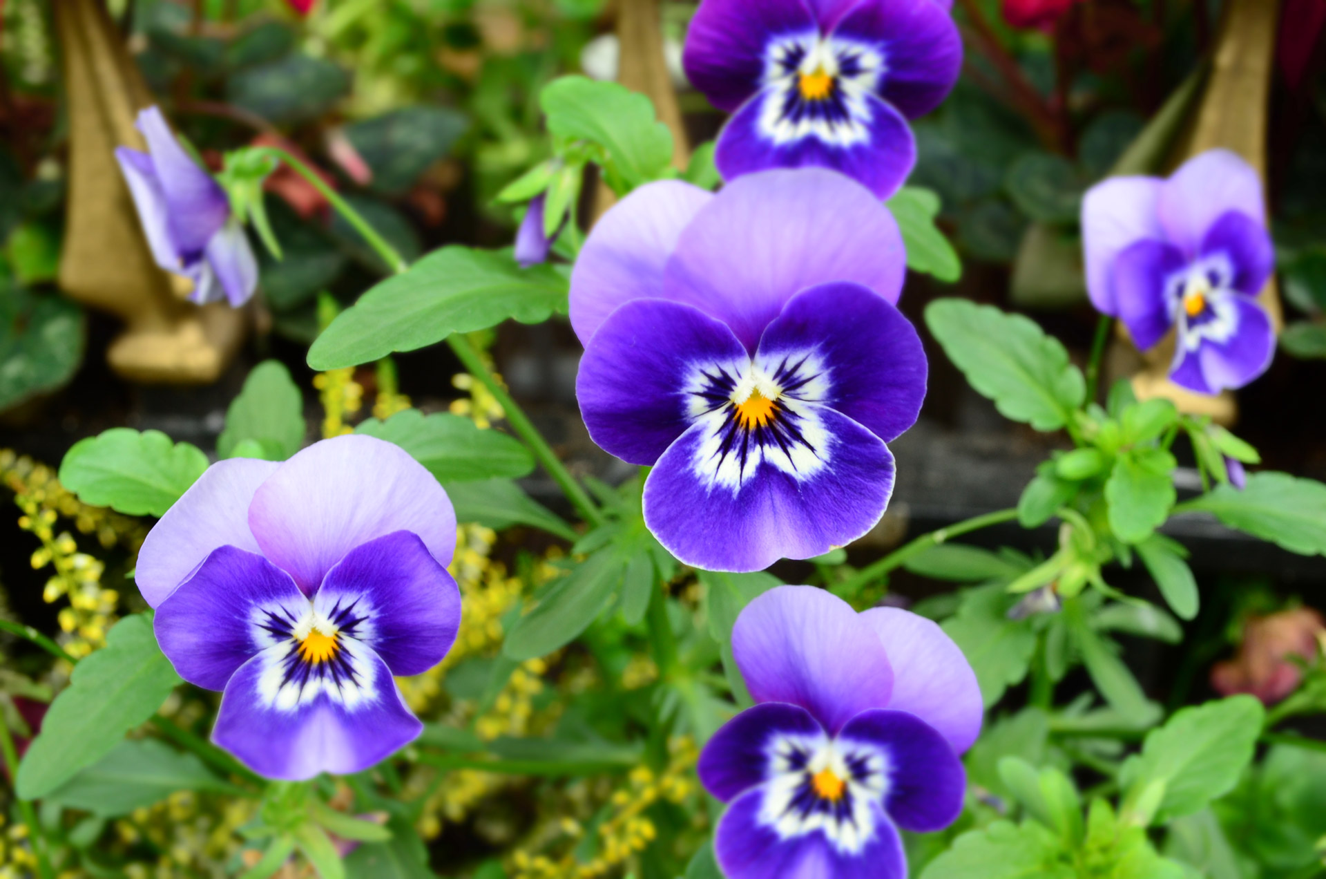 purple flowers nature free photo