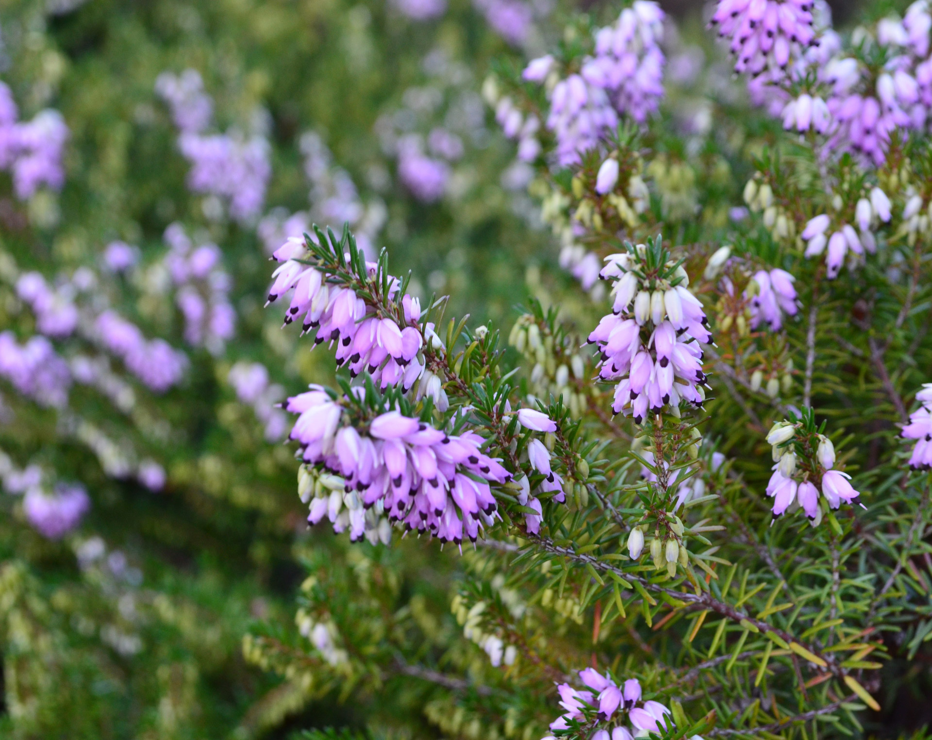 purple flowers background free photo