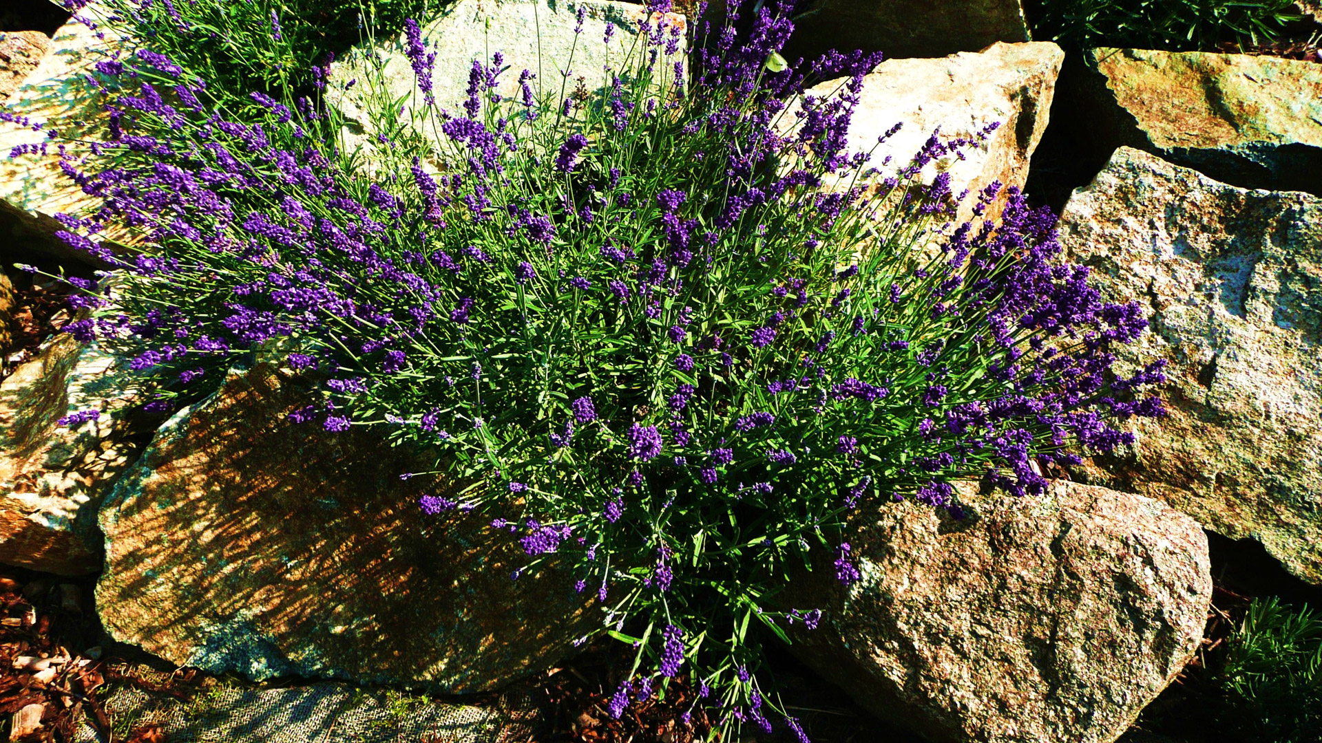 purple flowers macro free photo