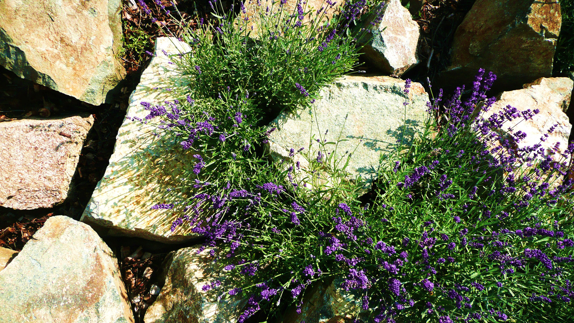 purple flowers macro free photo