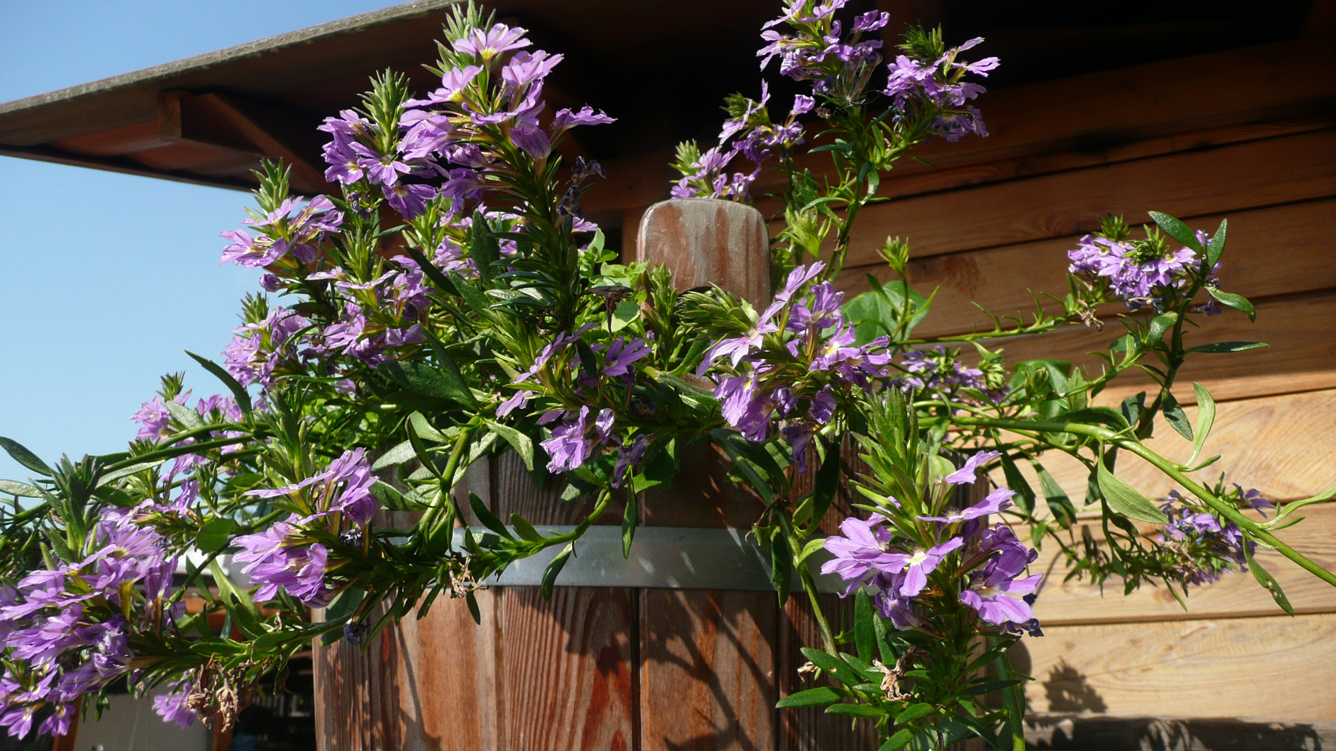 purple flowers macro free photo