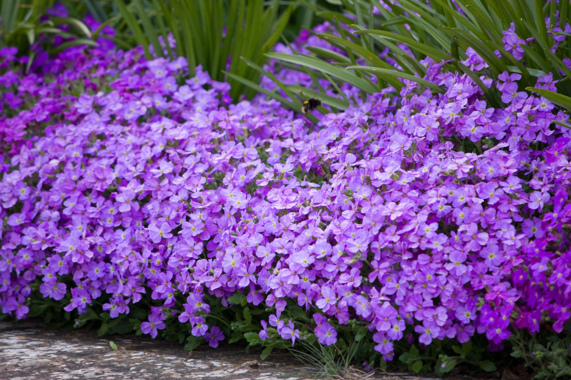 flowers flower purple free photo