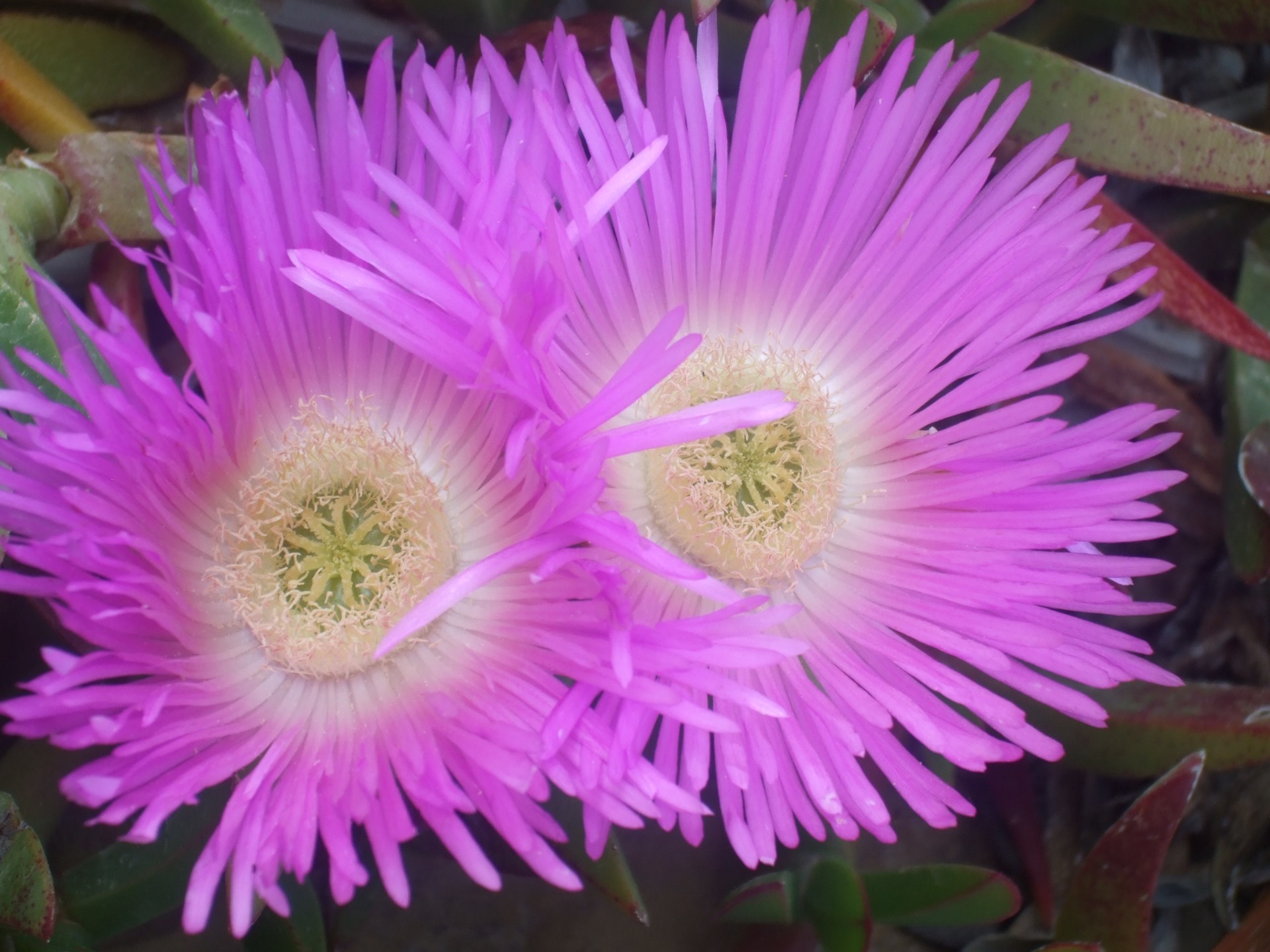 purple flower pink free photo