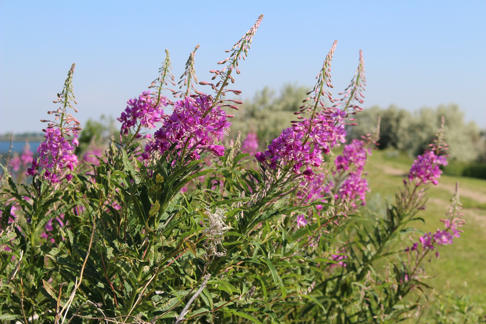 purple flowers purple flowers free photo