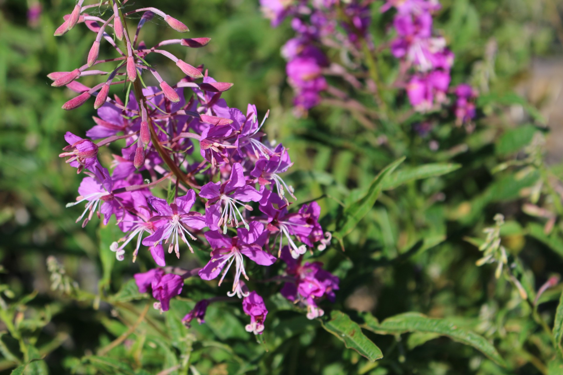 purple flowers purple flowers free photo