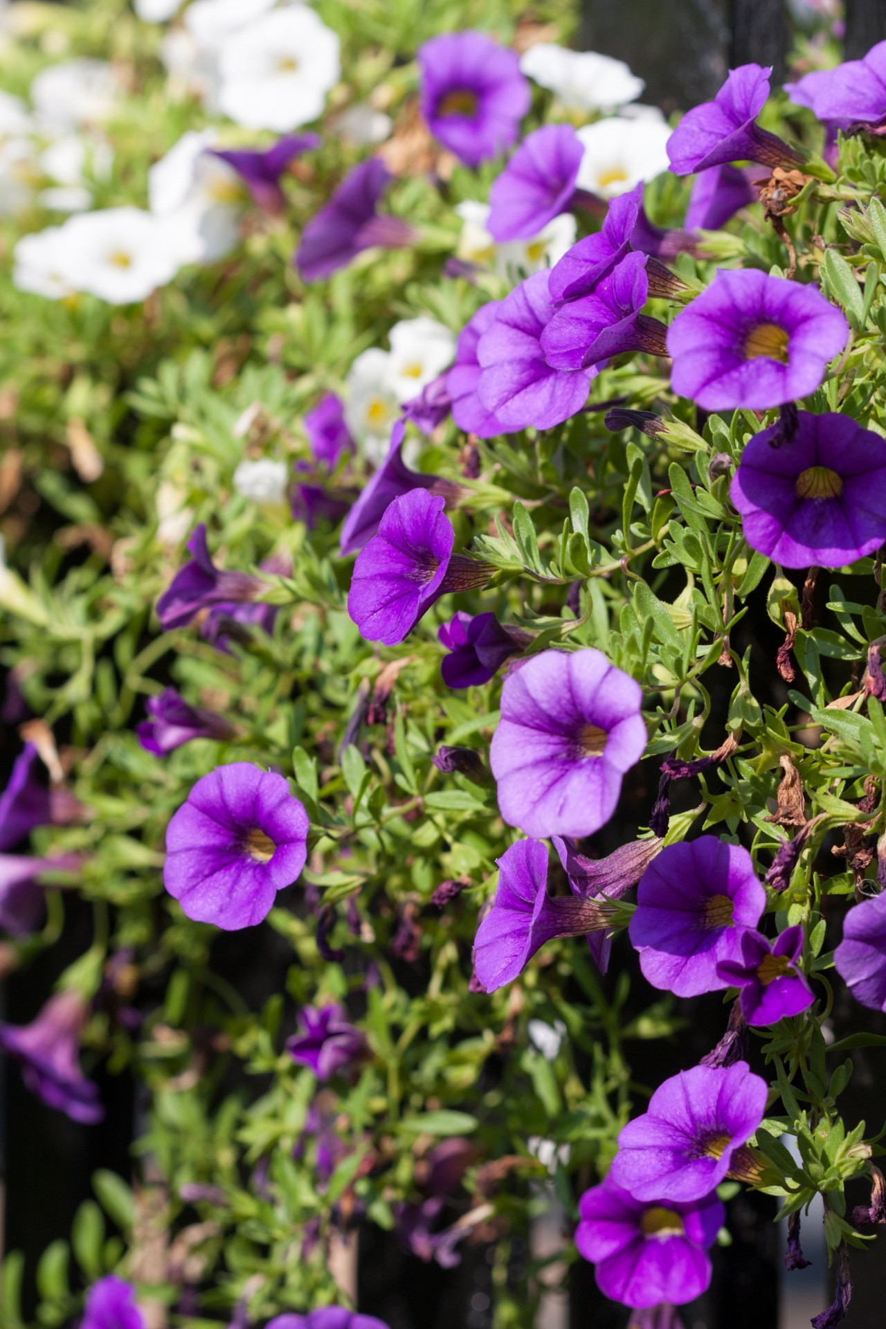 flowers flower purple free photo