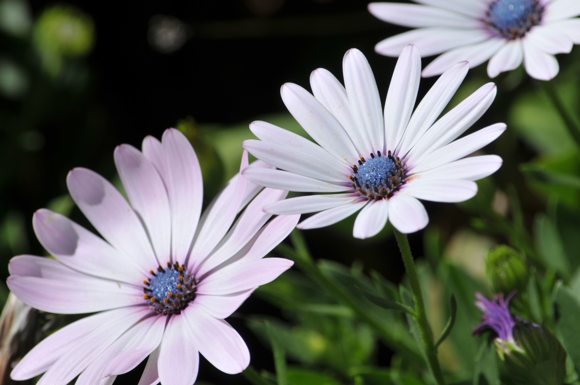 flower flowers purple free photo