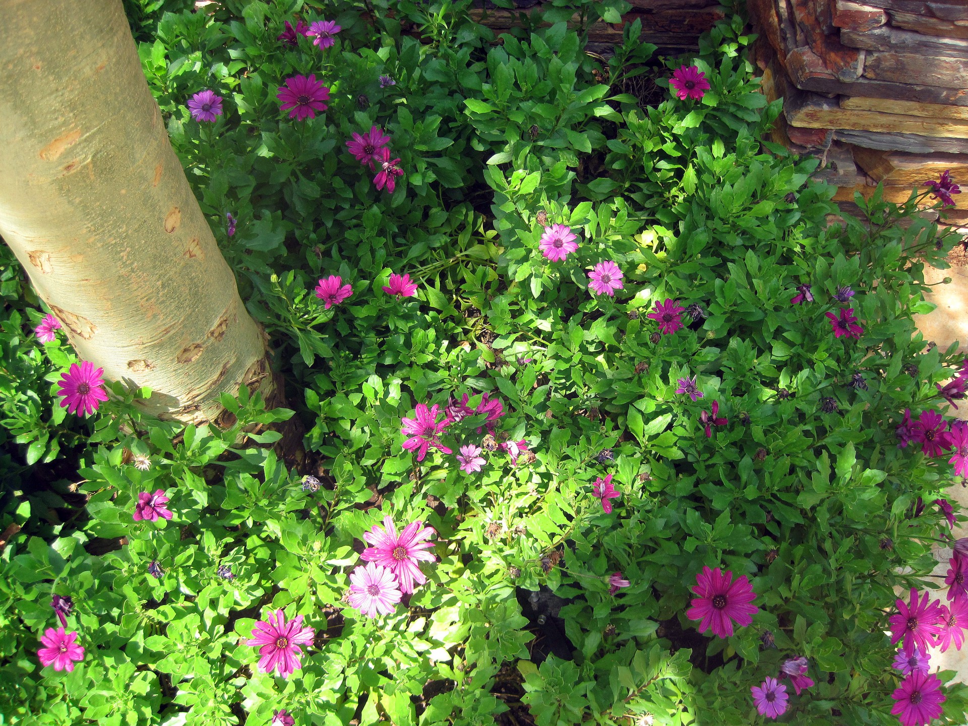 bed flowers purple free photo