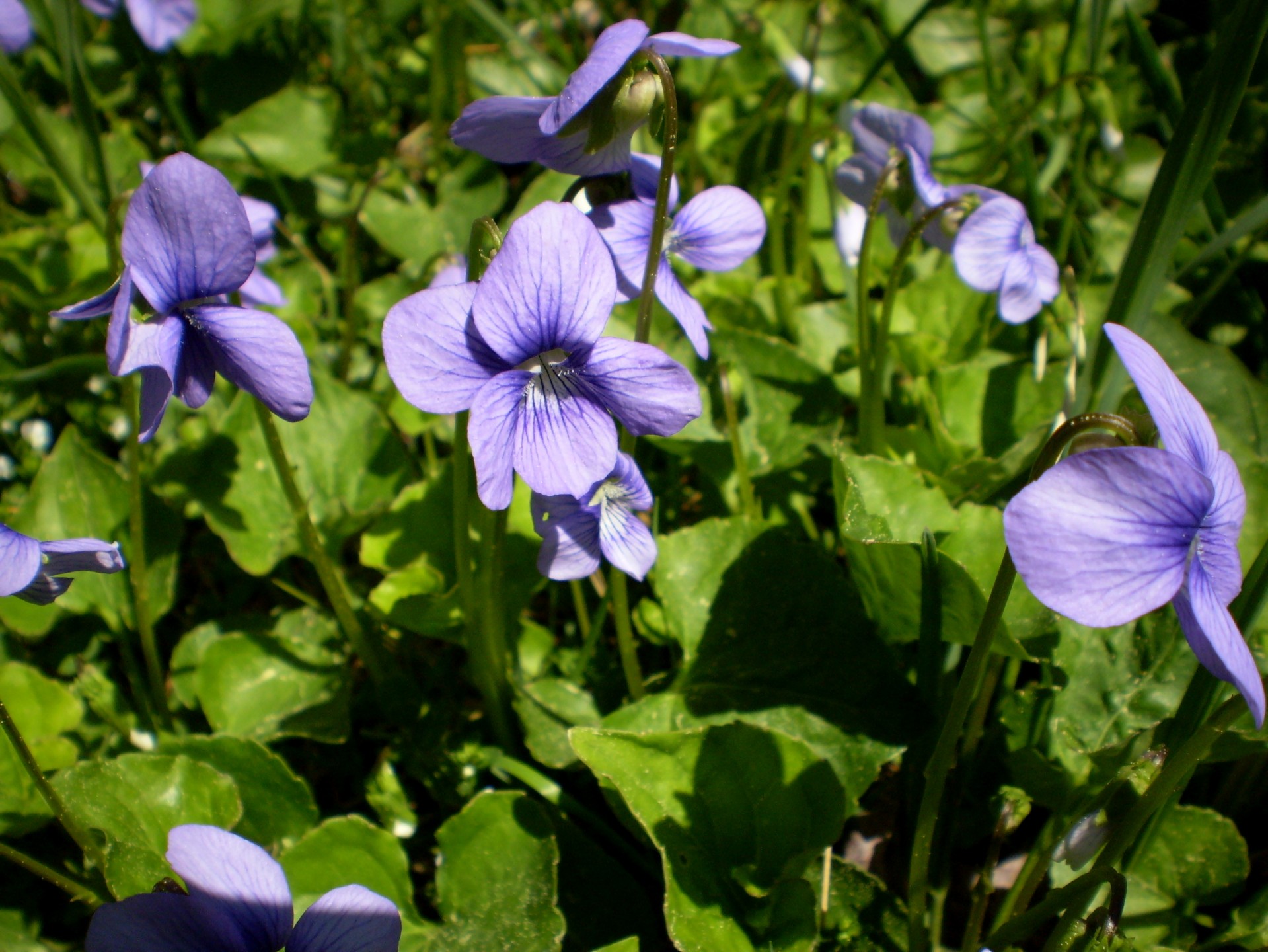 flower flowers purple free photo