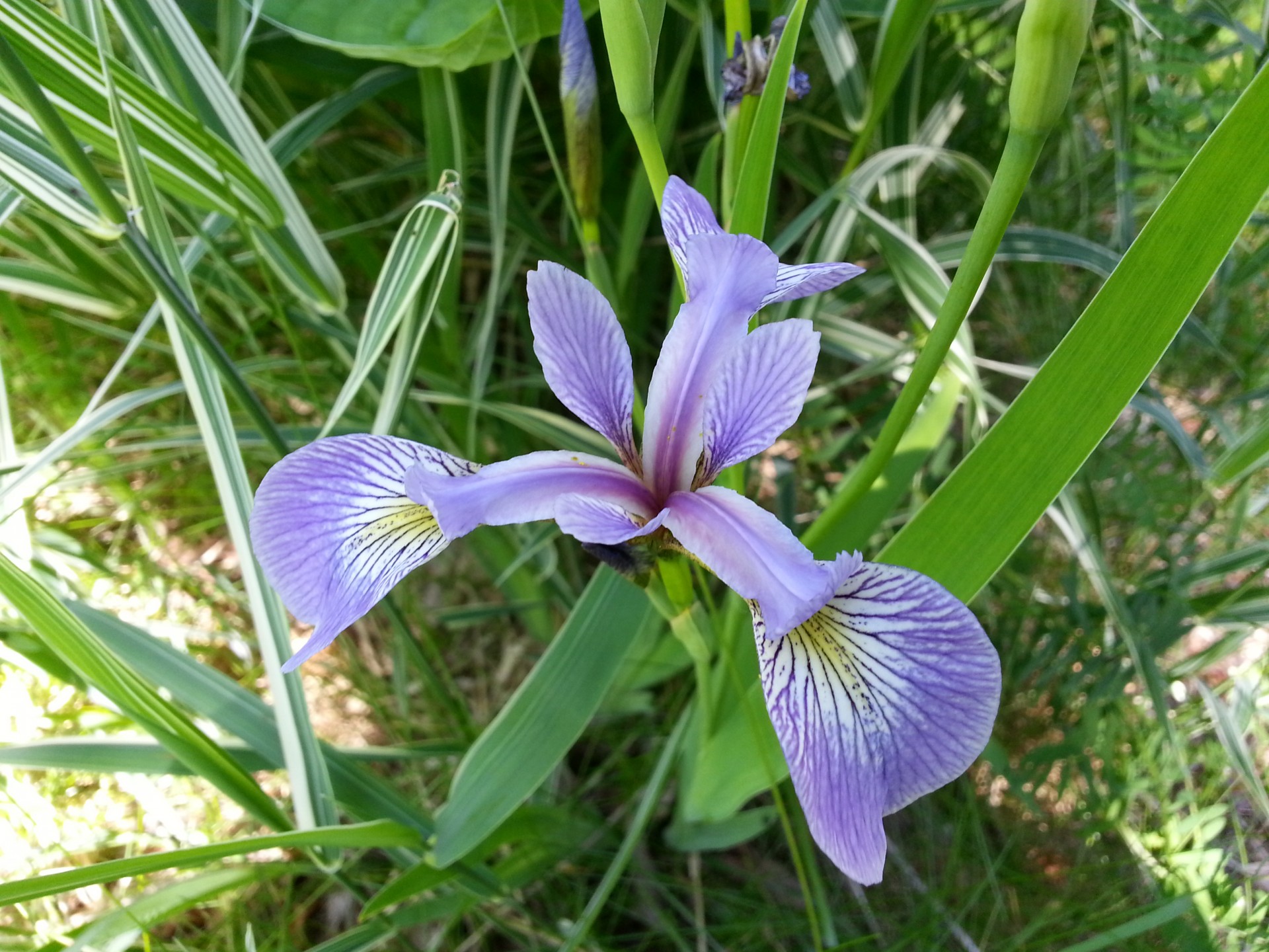 flower flowers purple free photo