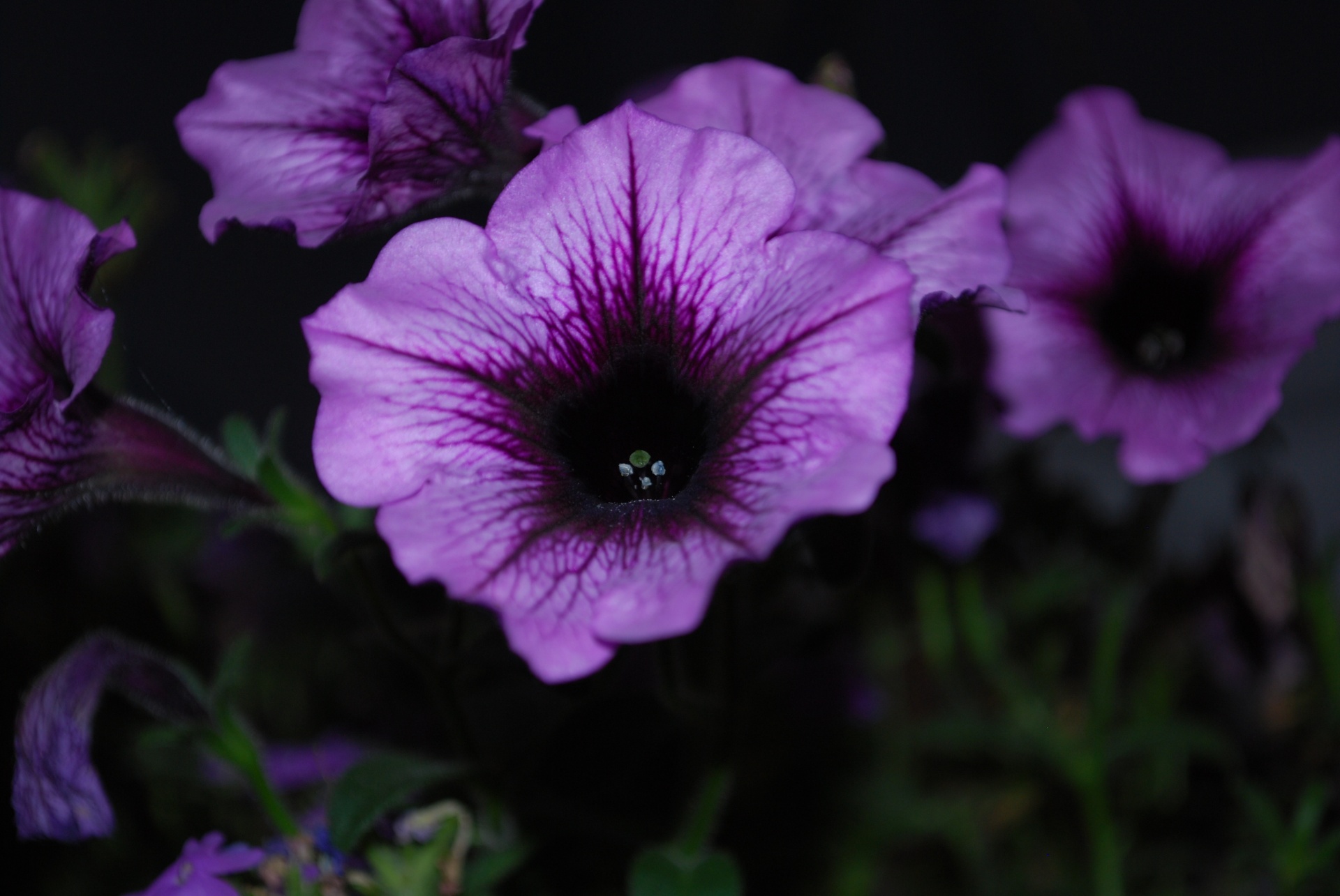 flowers purple flowers bloom free photo