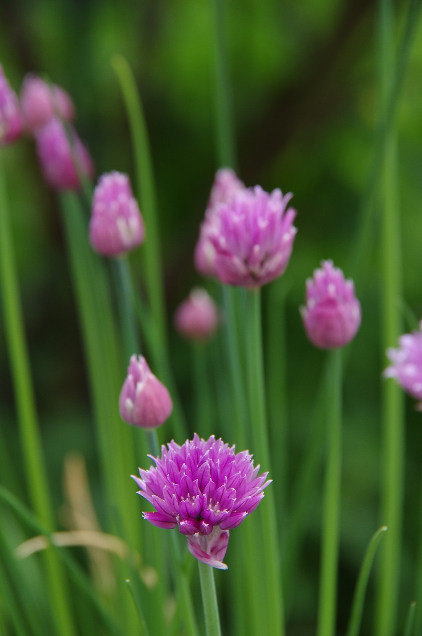 purple flowers wild flowers flower free photo