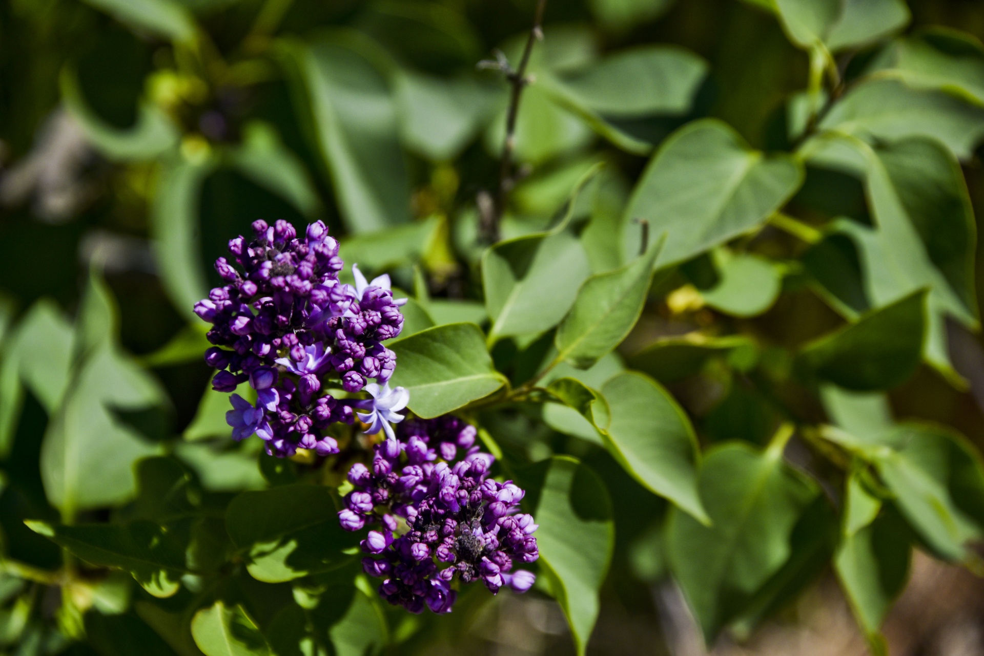 purple flowers branch flowering plant free photo