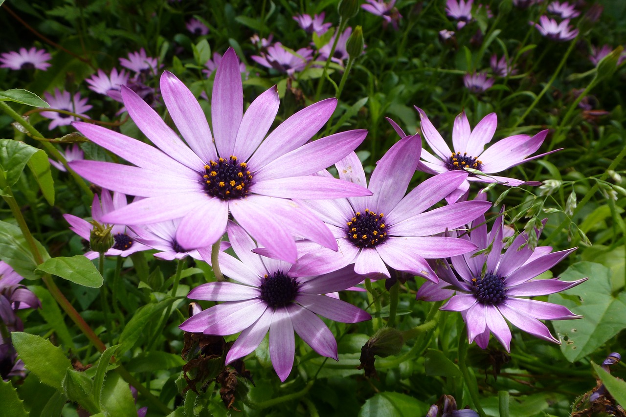 purple flowers plant petal free photo